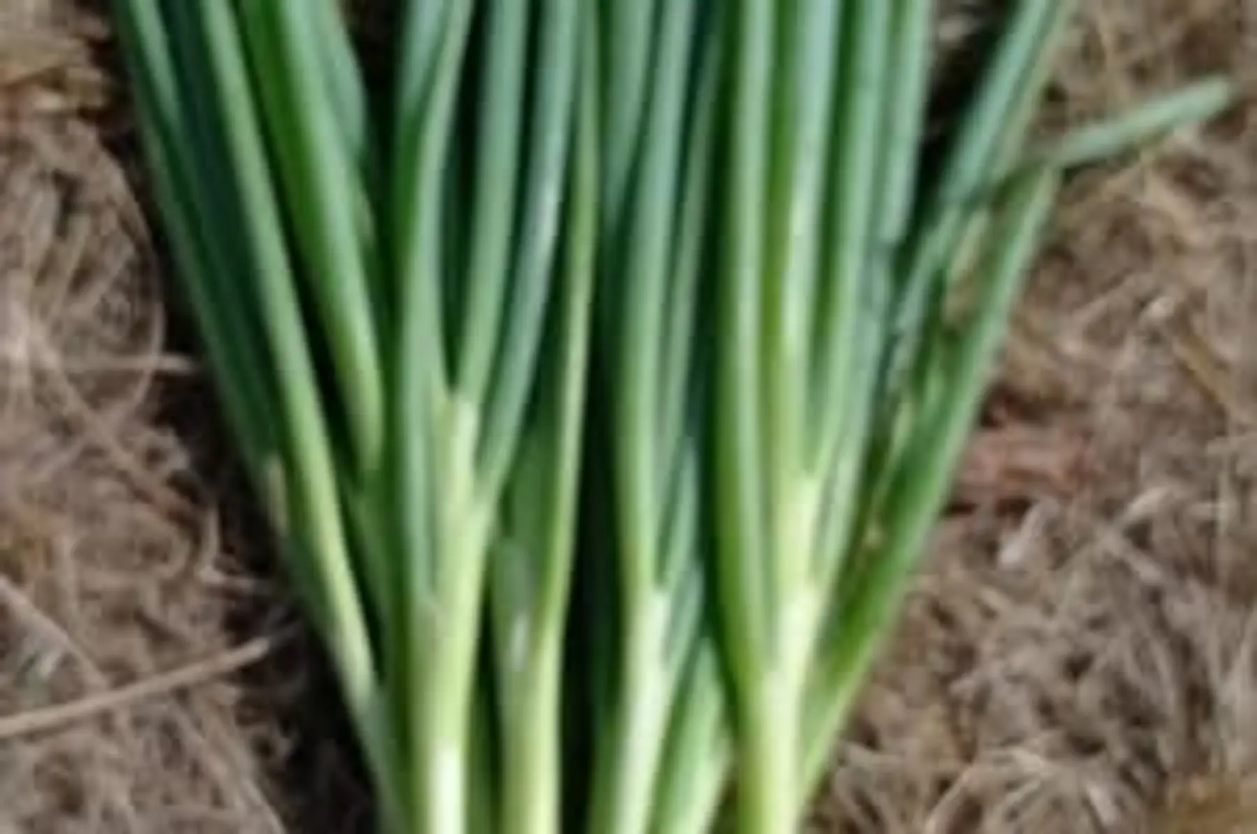 ciboule - bouquet