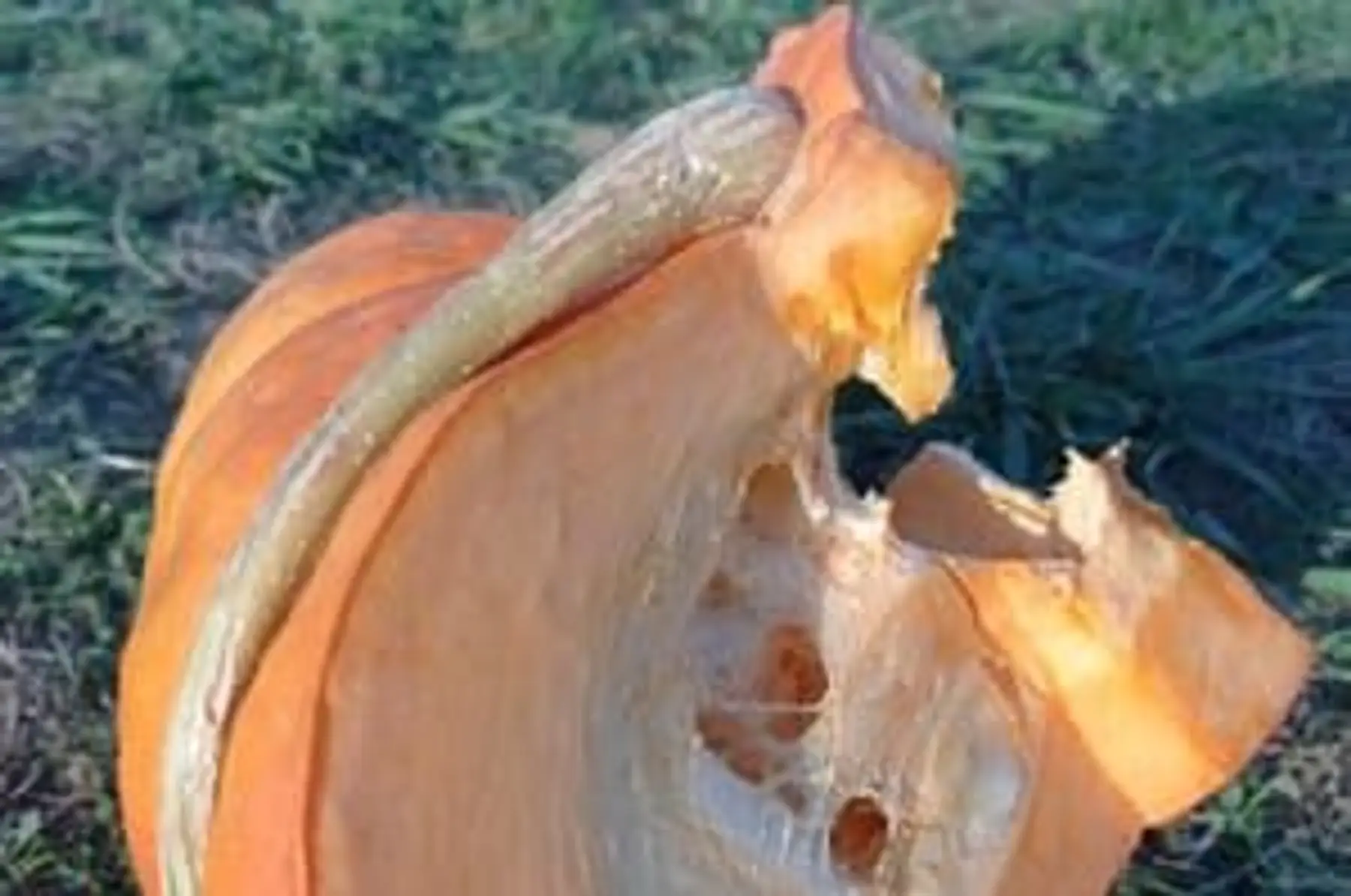 potiron en portion