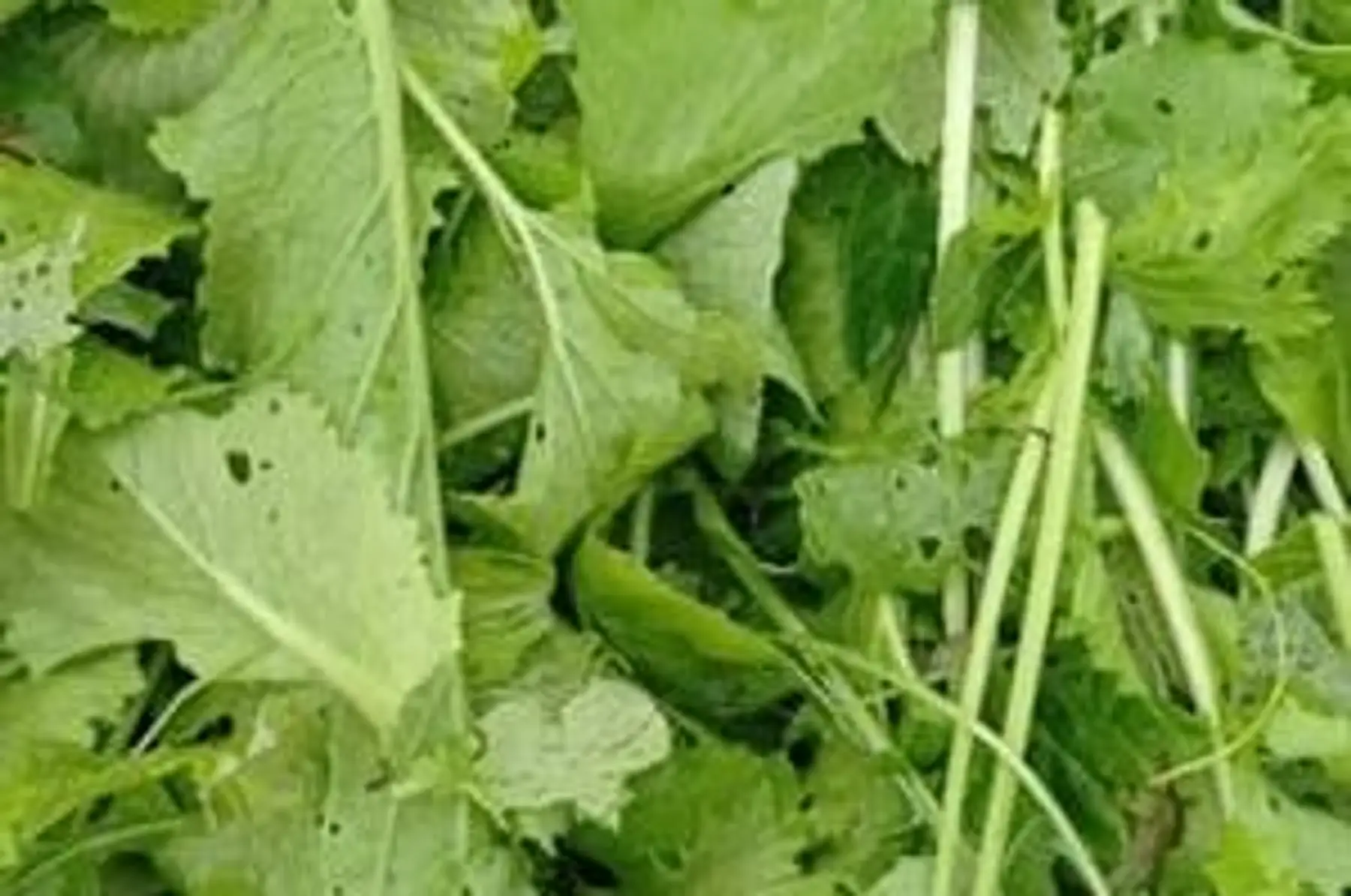 Mesclun crétois - Botte de 100g environ