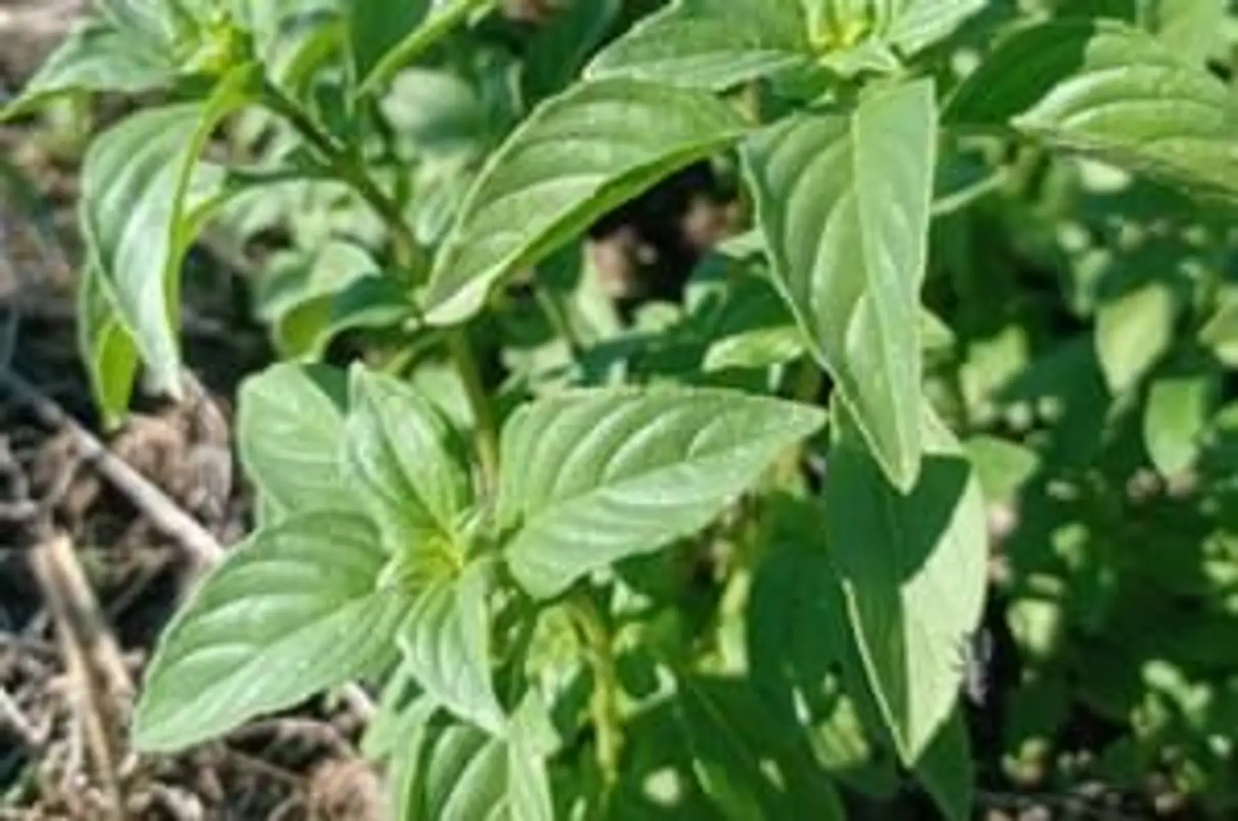 basilic citron