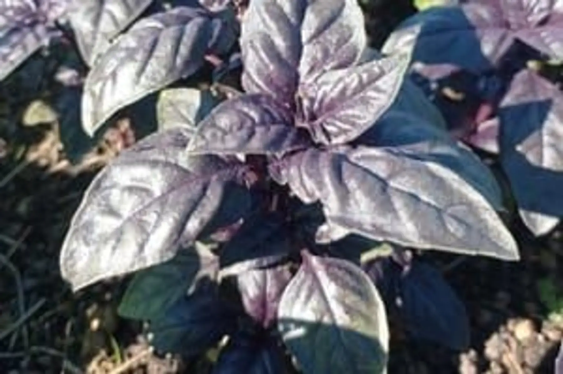 basilic pourpre