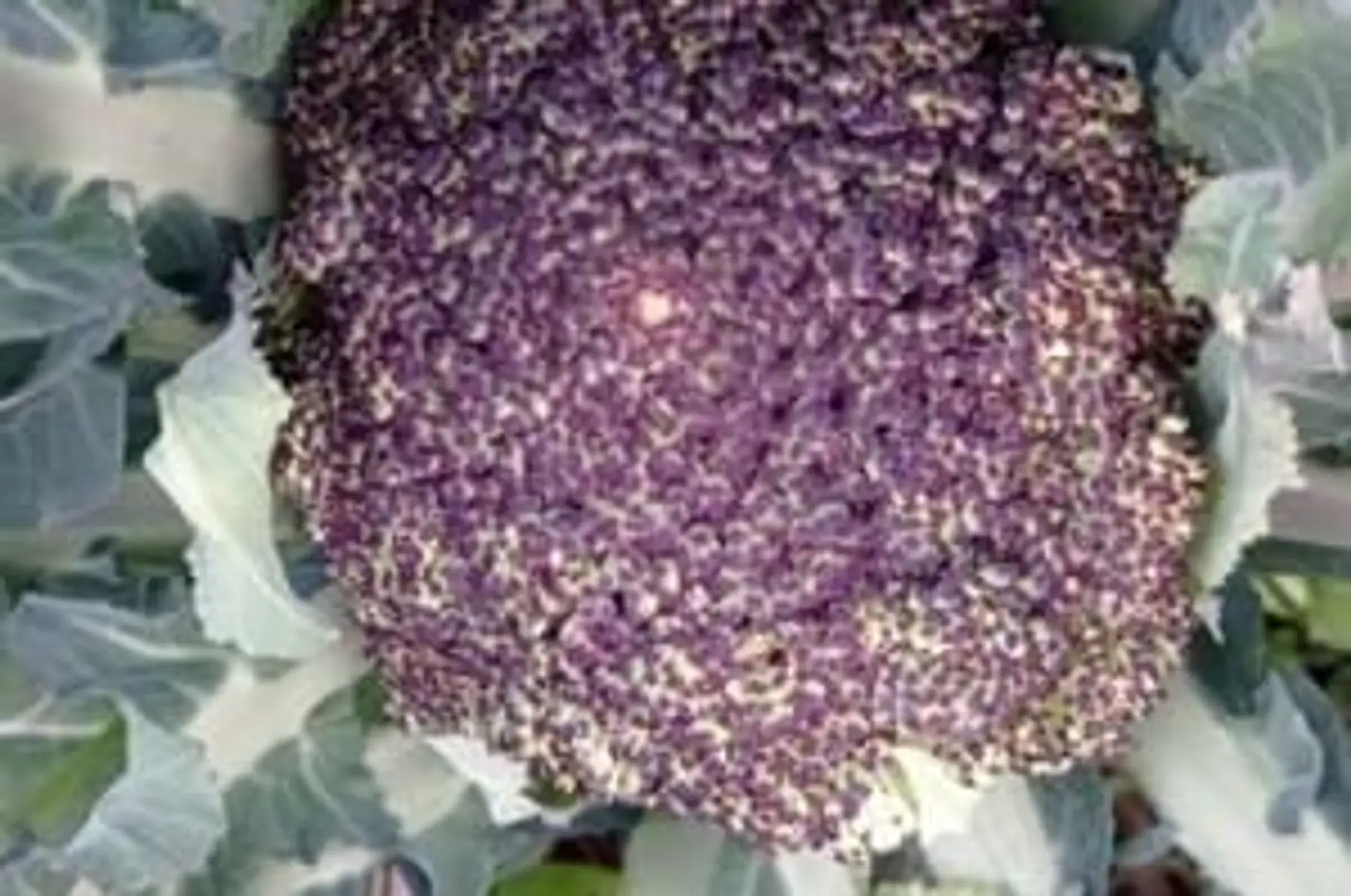 Chou brocoli