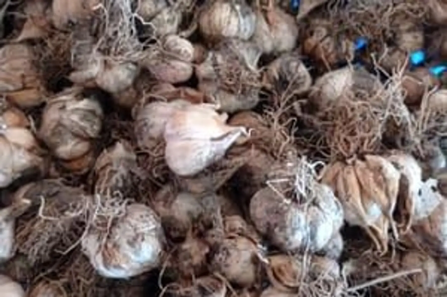ail frais