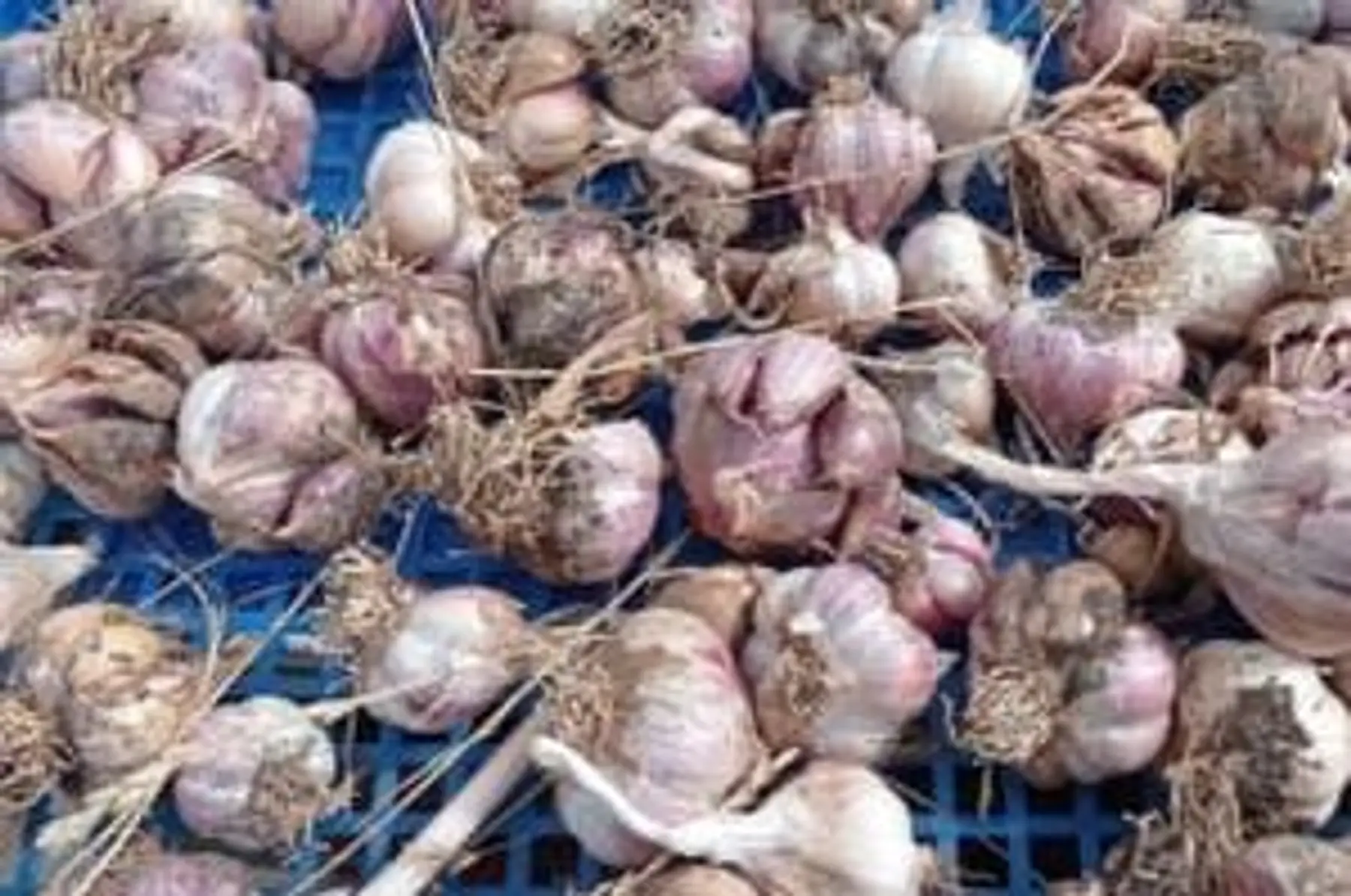 ail violet