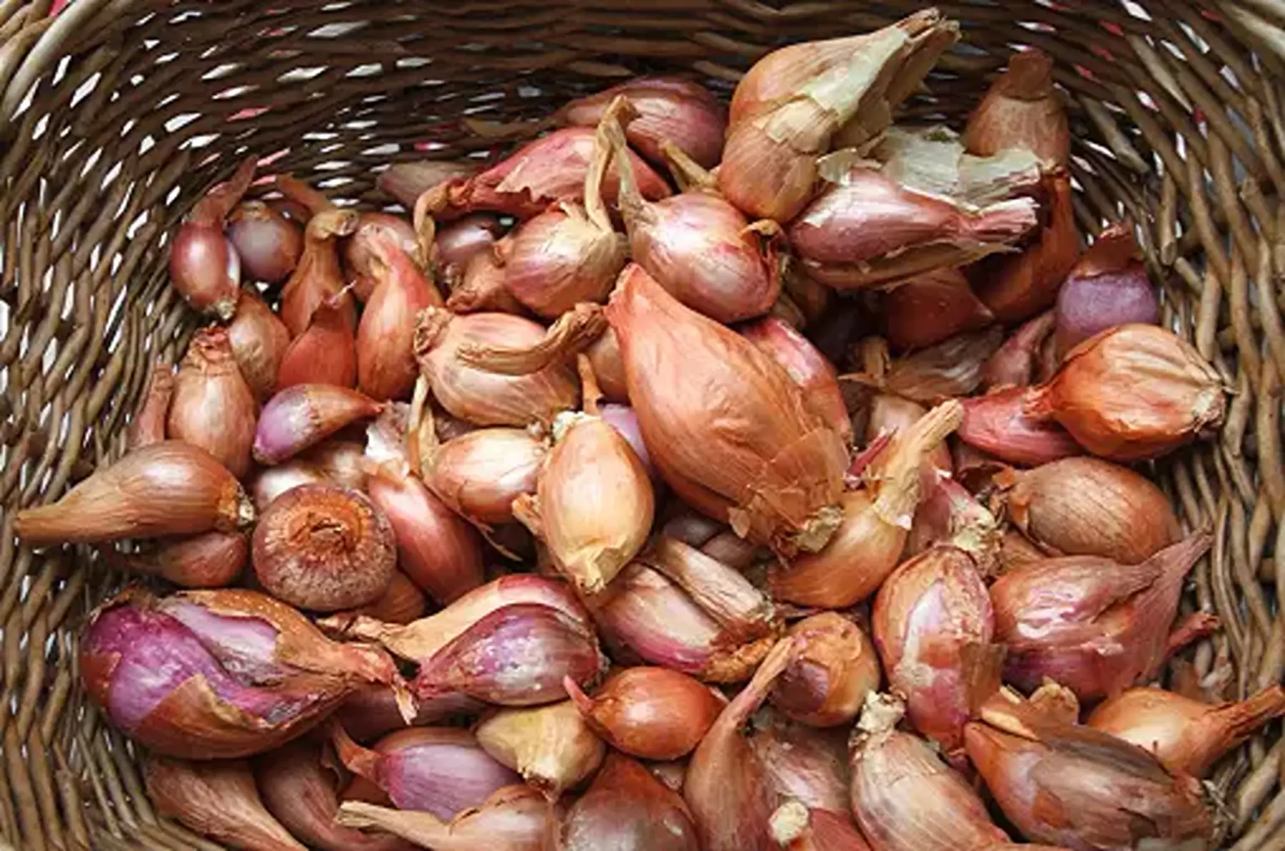 échalote