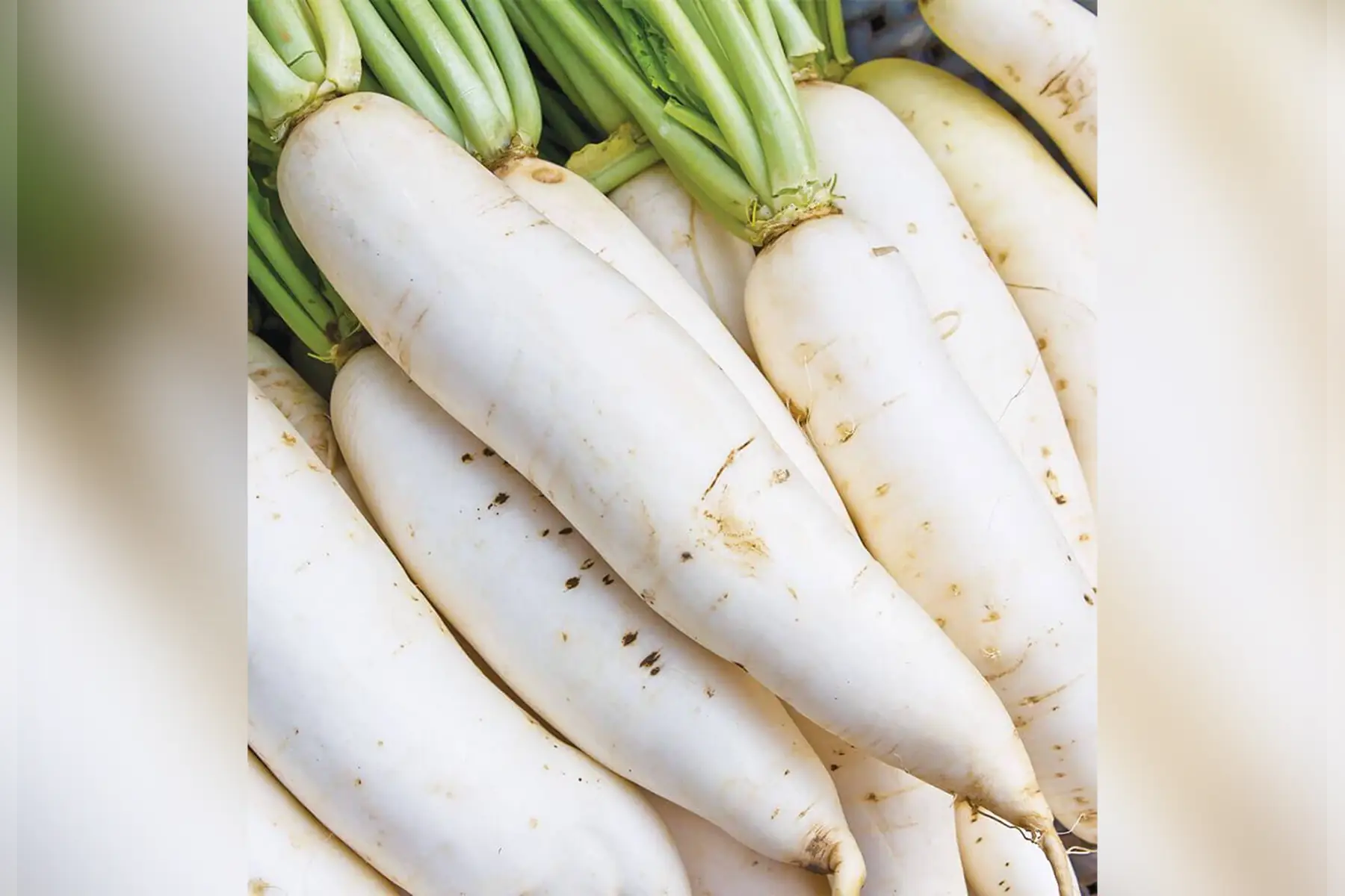 Radis blanc (daikon)