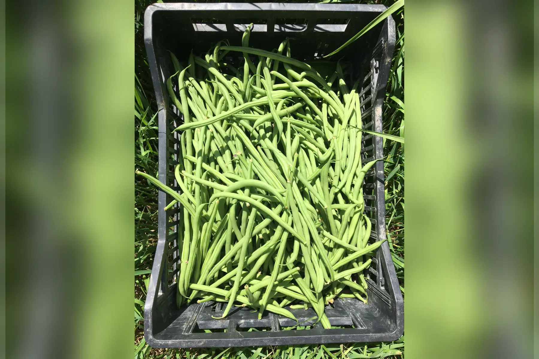 haricot vert