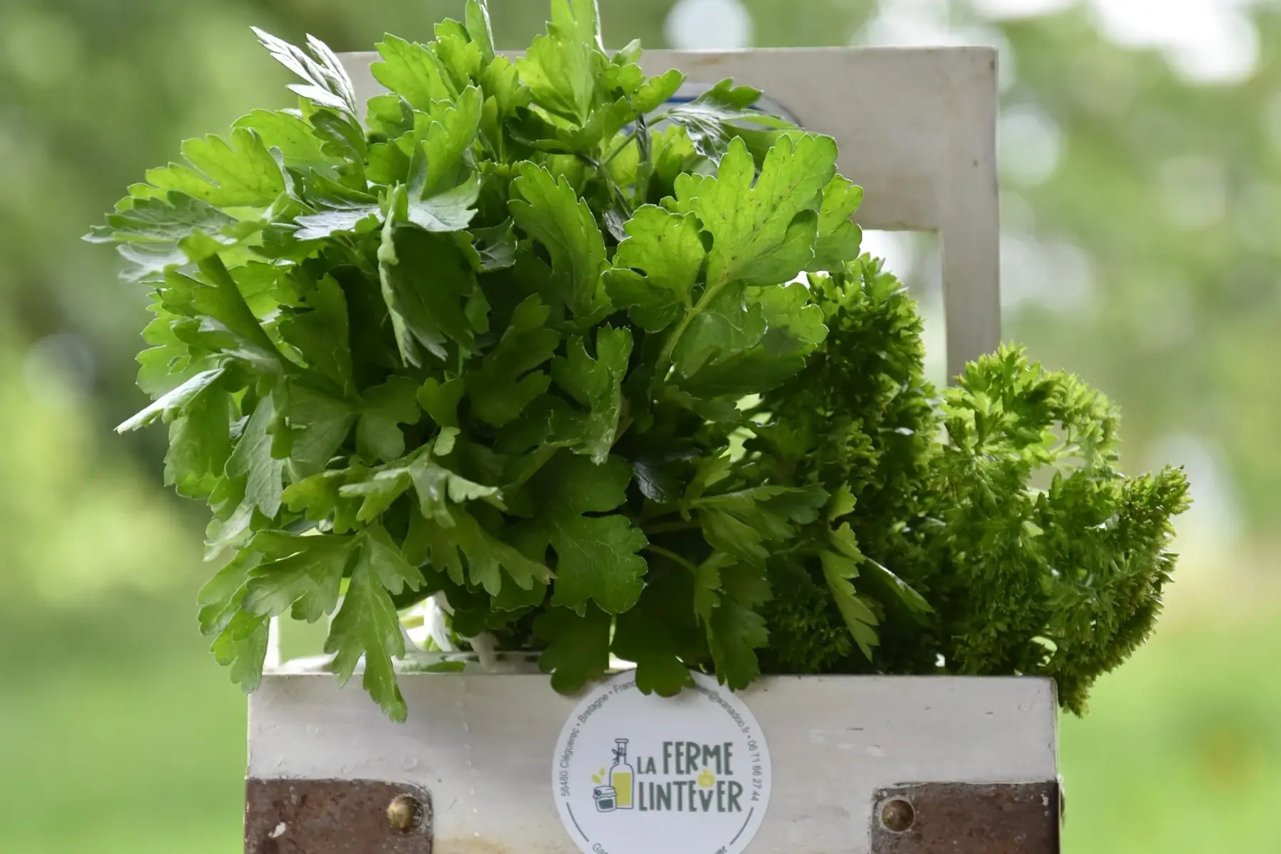 duo persil plat - persil frisé