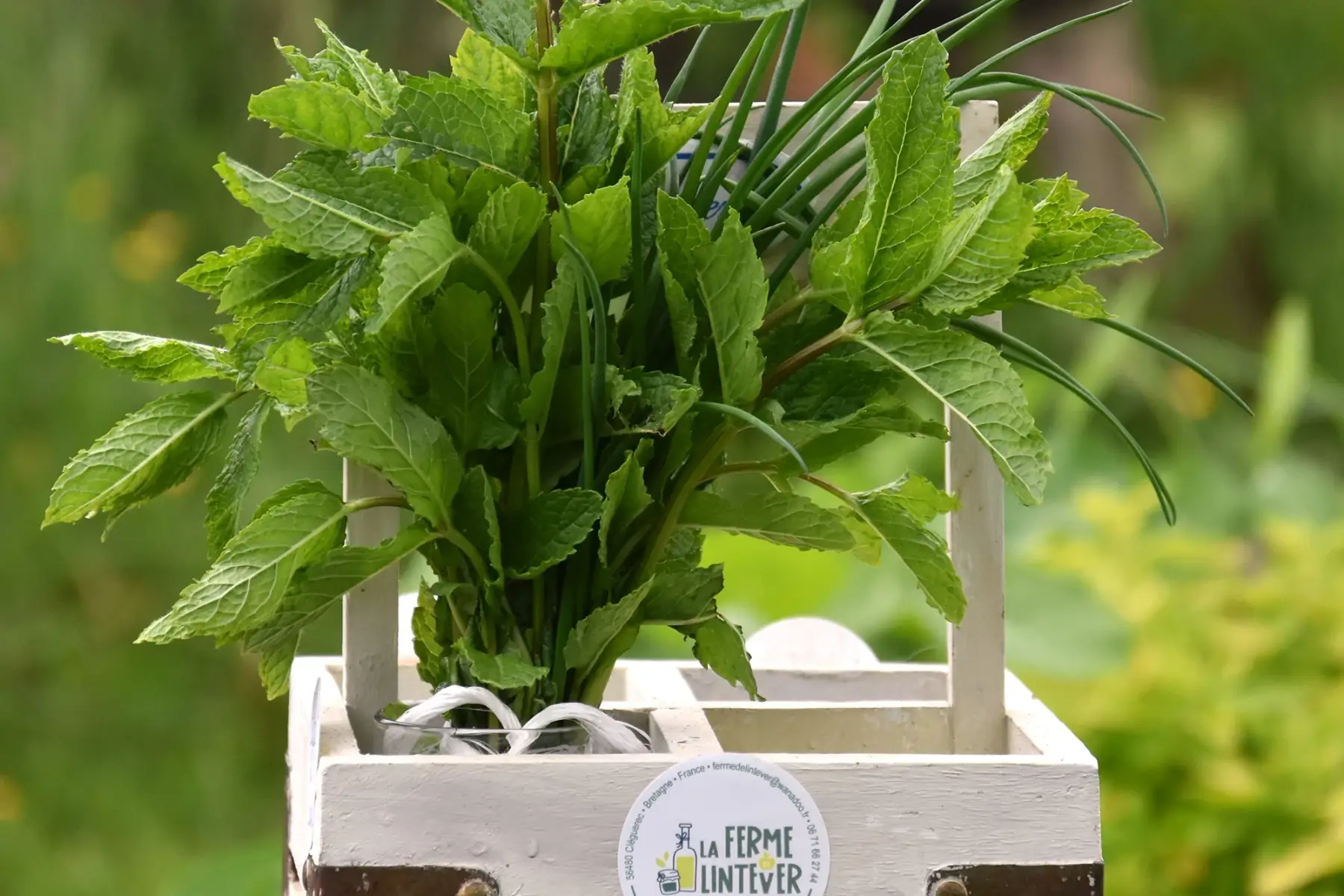 duo ciboulette menthe