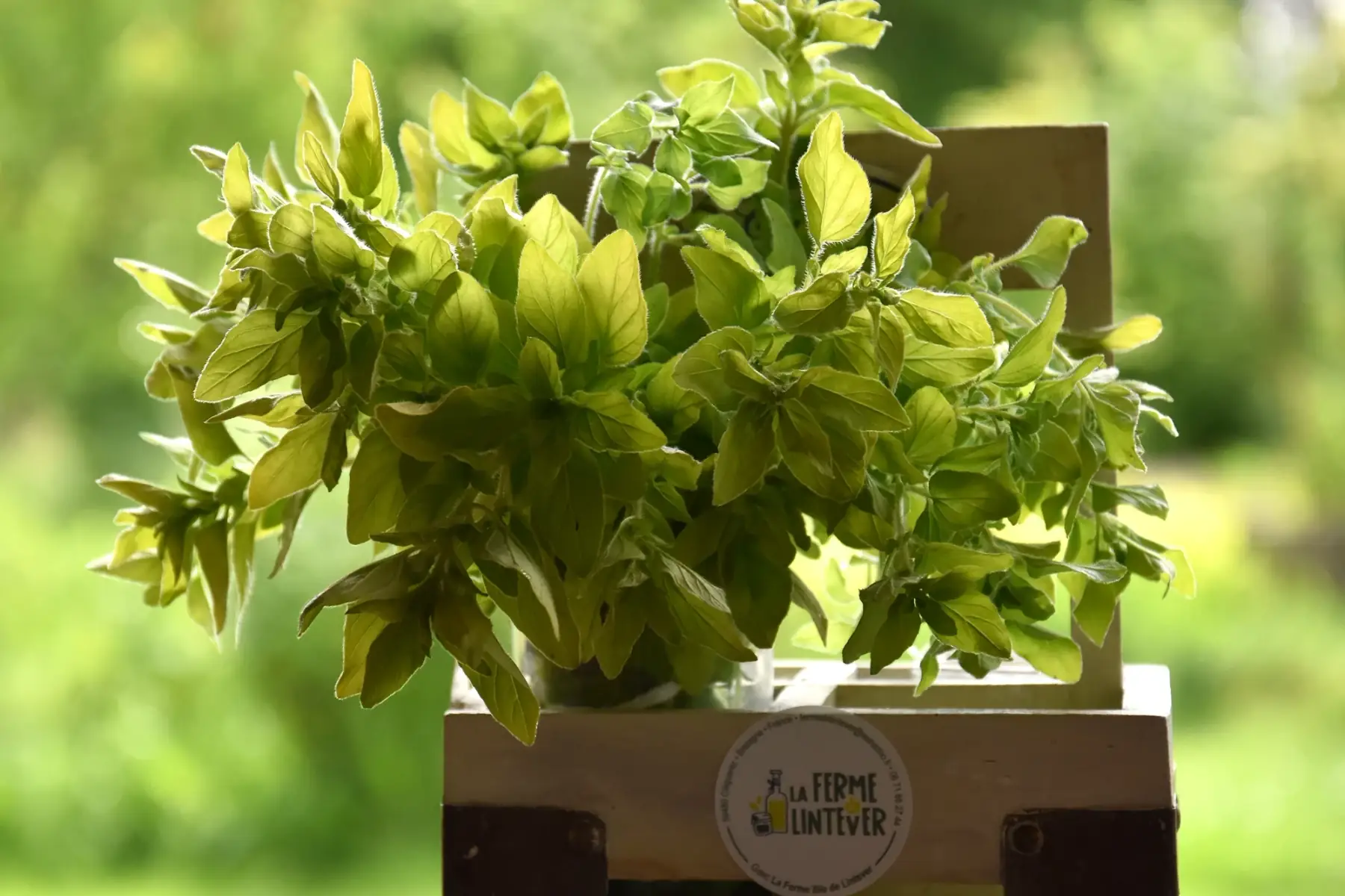 aromatique en solo: origan