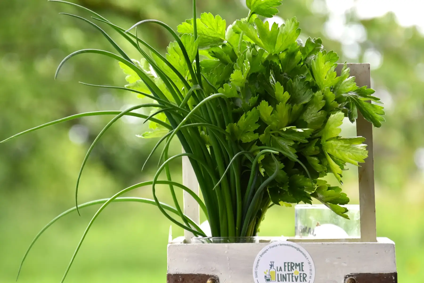 duo ciboulette - persil plat