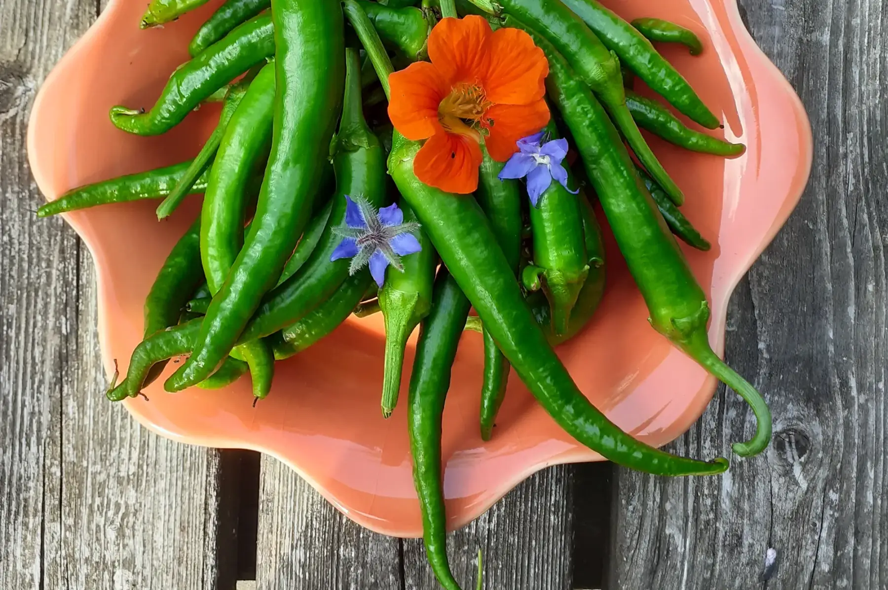 piment doux des landes