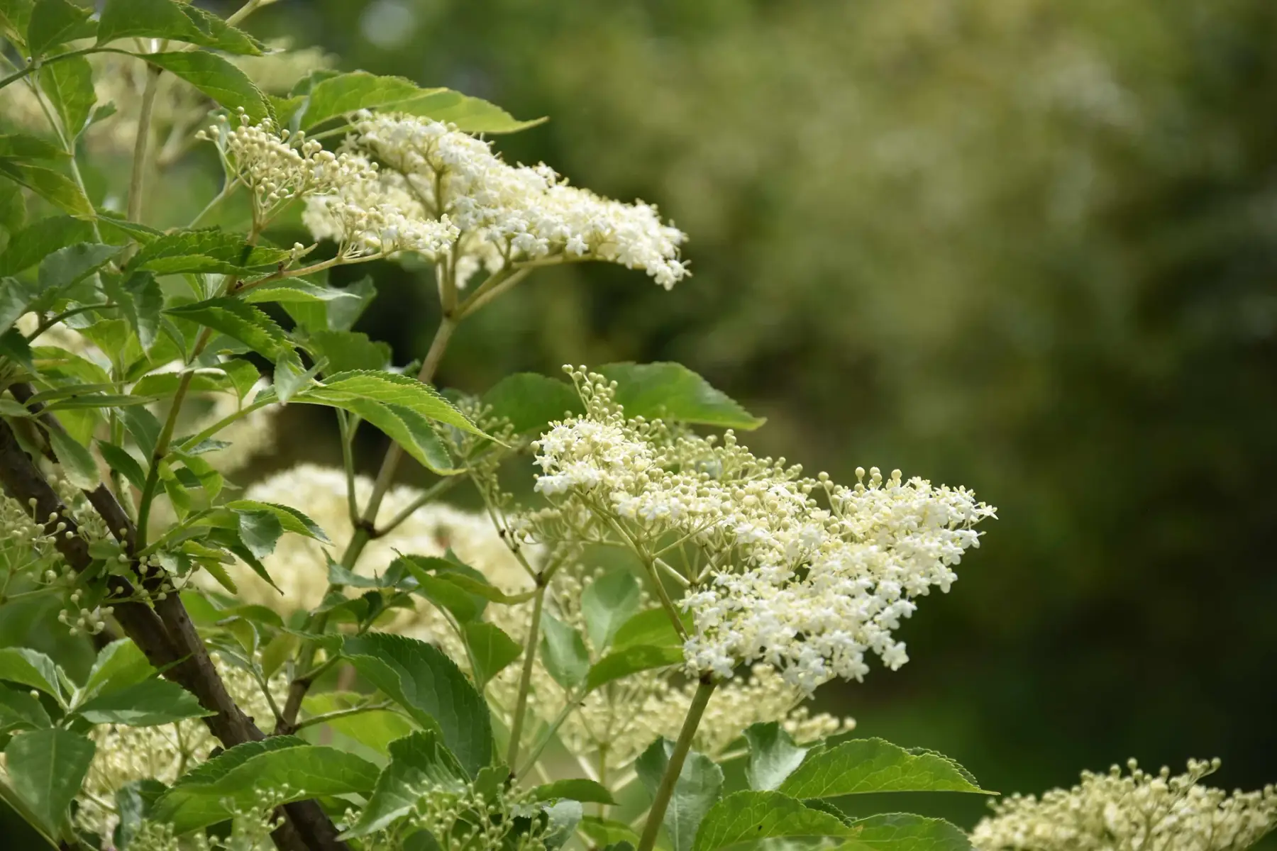 fleurs de sureau bio