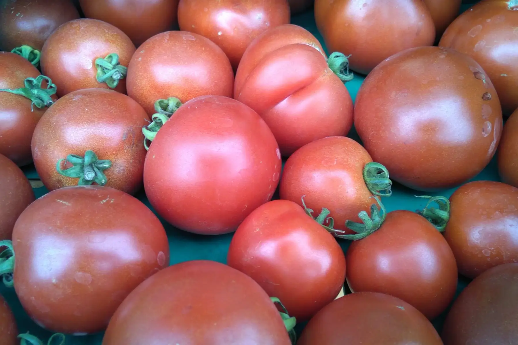 tomates ronde