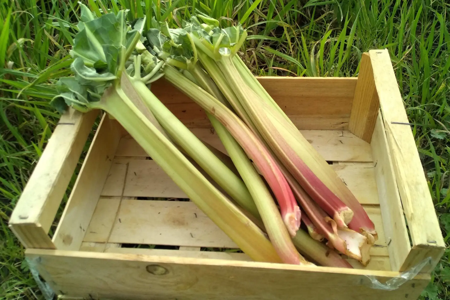 Les Jardins du Maine - Maraichage