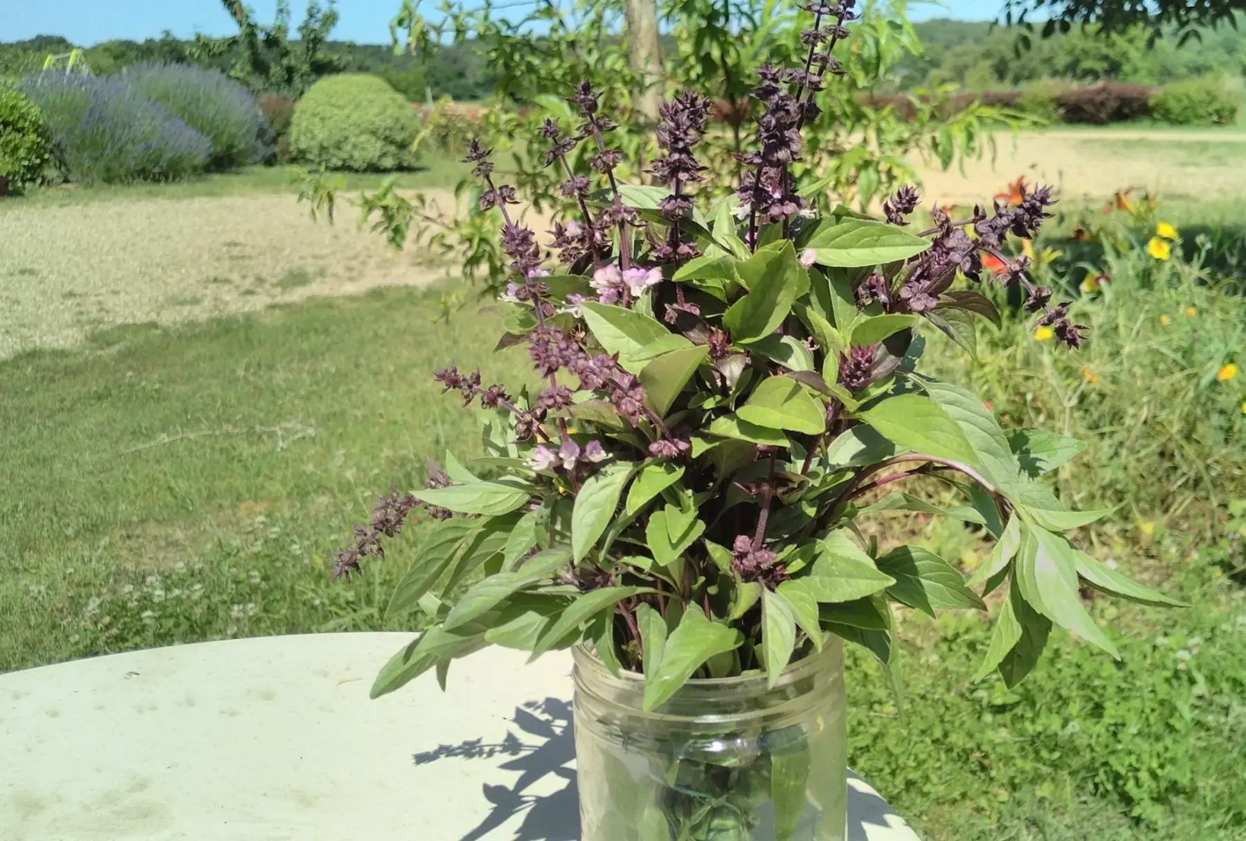 bouquet de basilic thaï