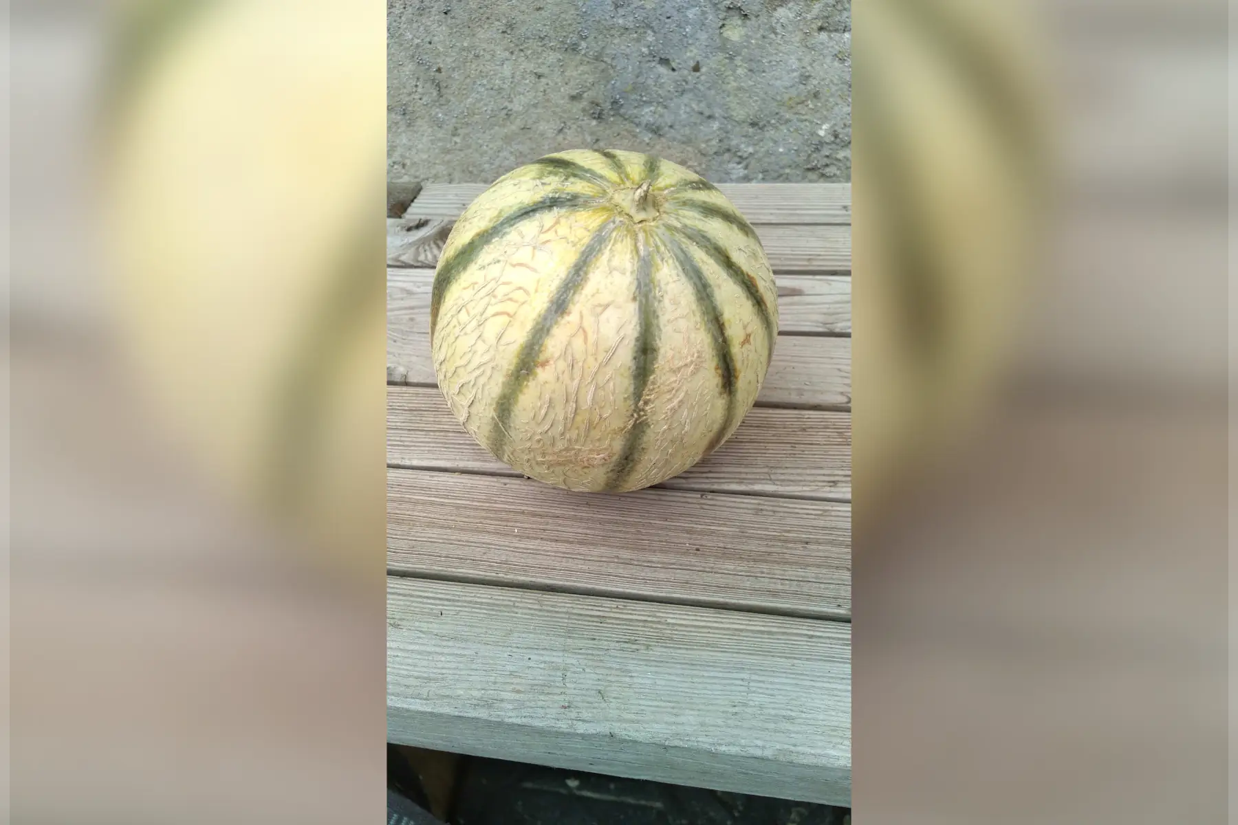 Melon
