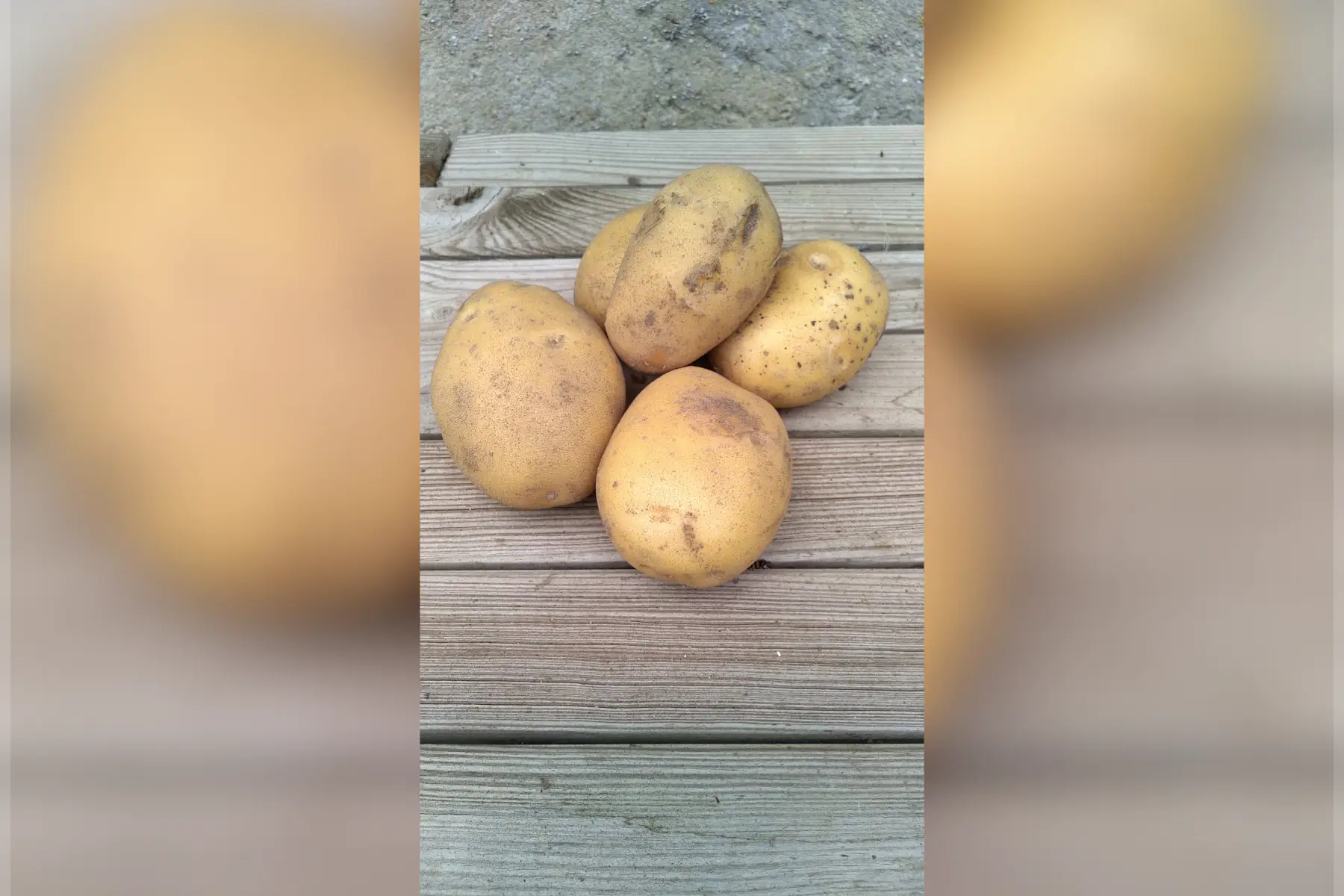 Pomme de terre Variété Nicola