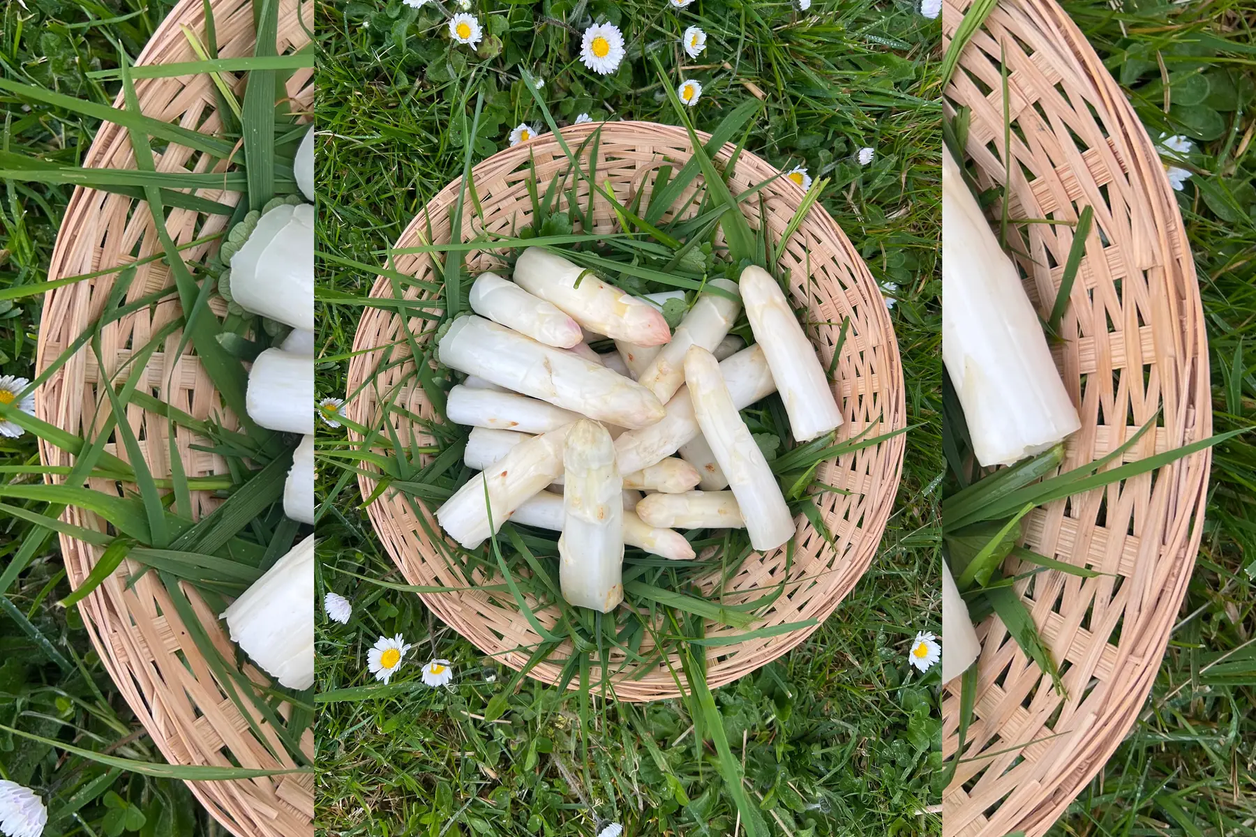 Pointes asperges blanches