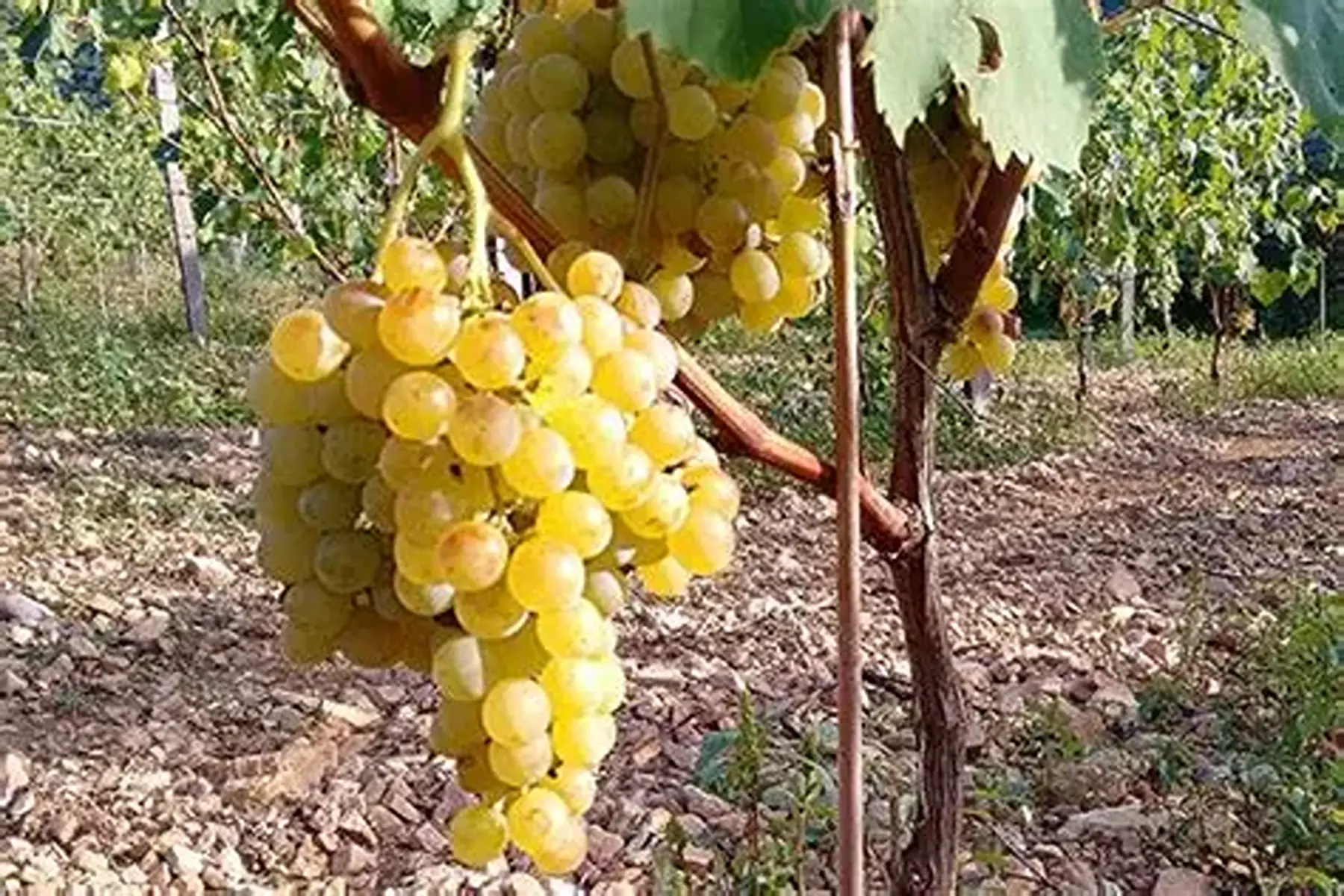 Raisin sans pépin (exalta)