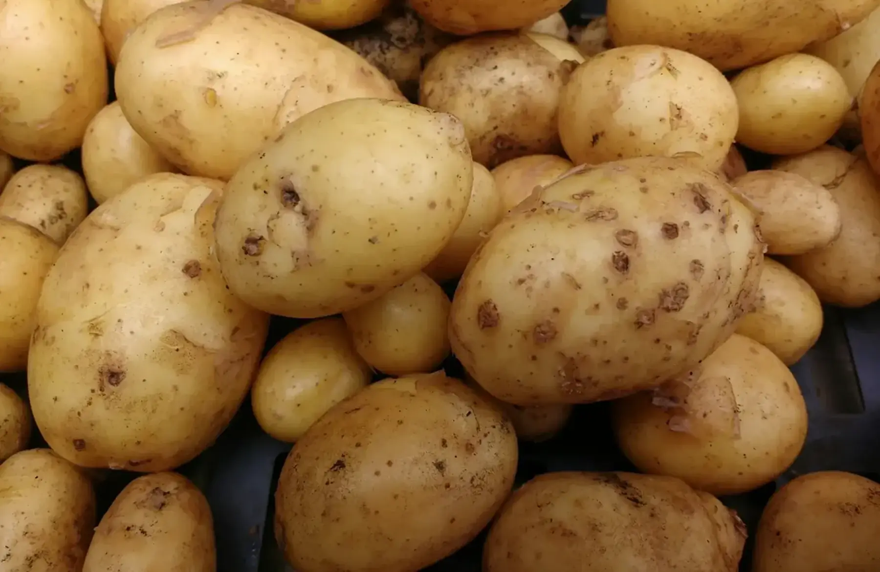 Pomme de terre nouvelles