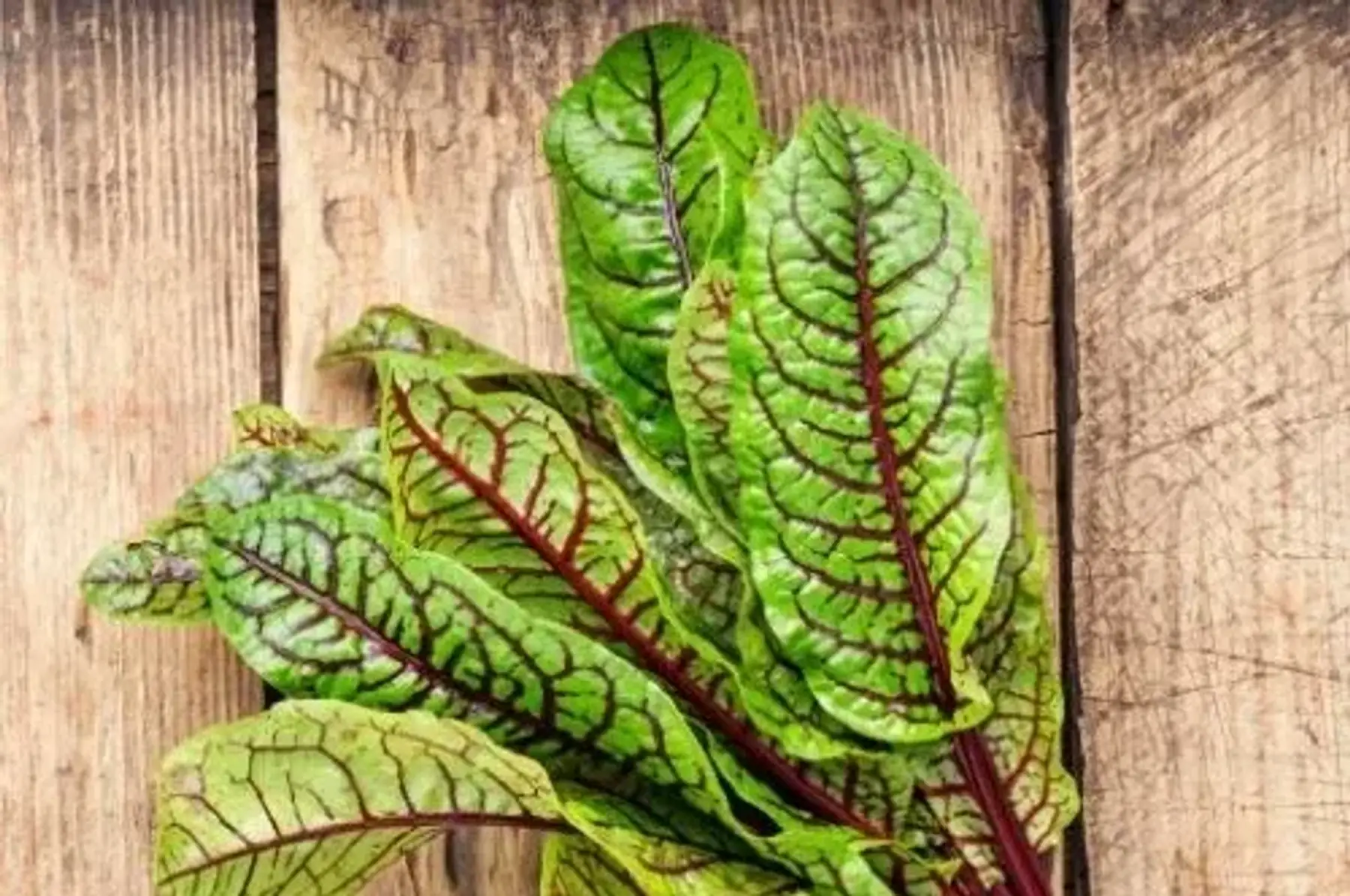 Bouquet d'oseille sanguine