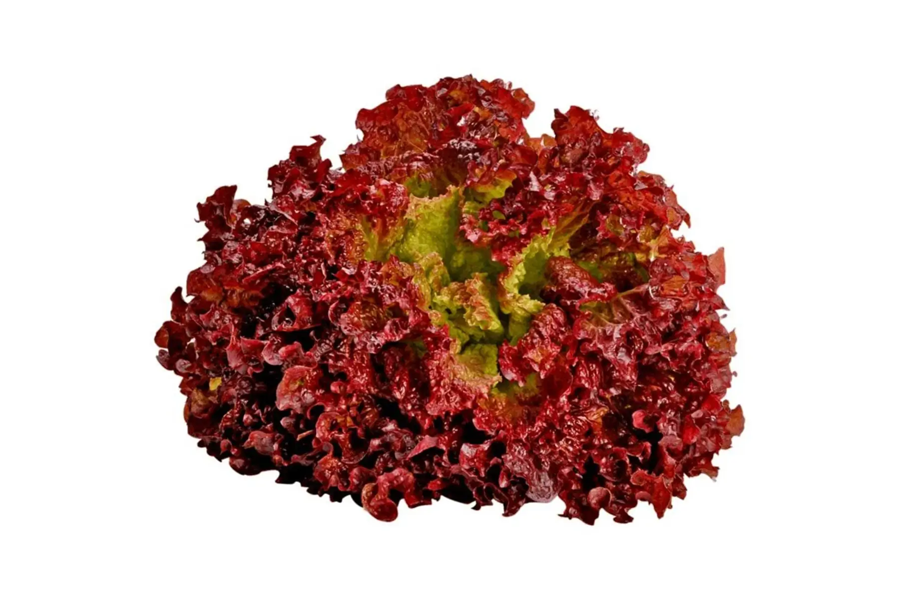 Salade Lollo rossa