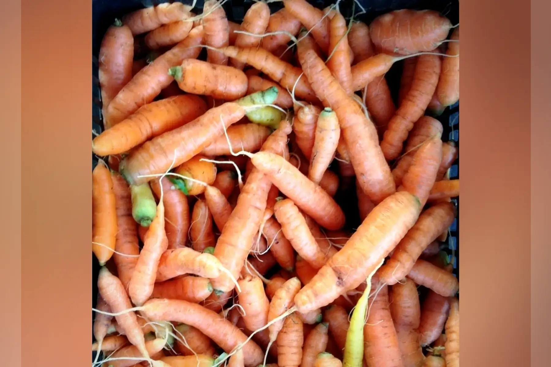 Carotte vrac