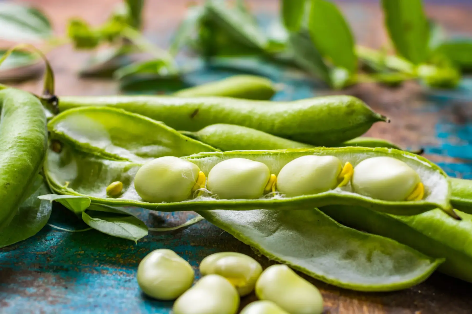 Fèves