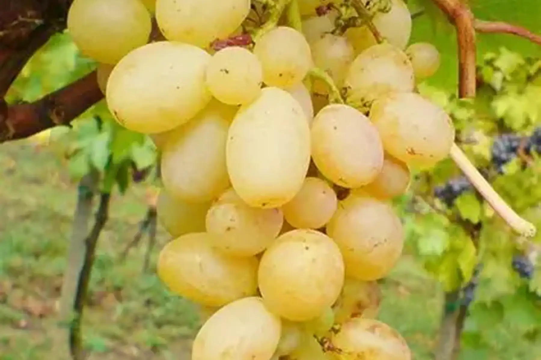 Raisin Italia
