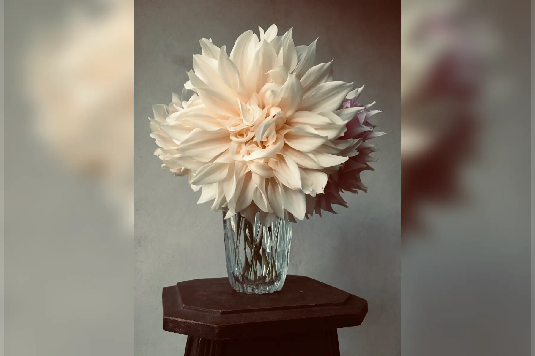 dahlia décoratif géant 'café au lait'