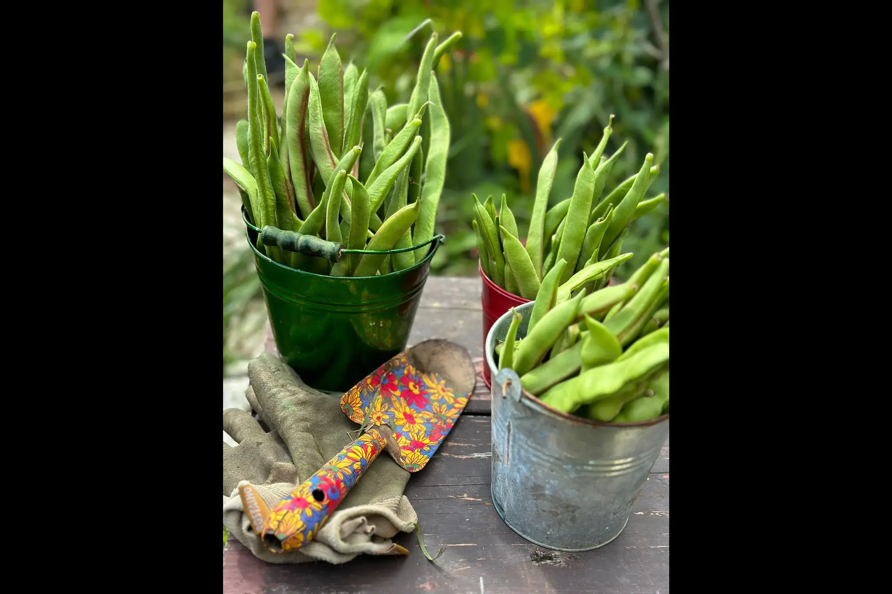 Graines de haricots grimpants