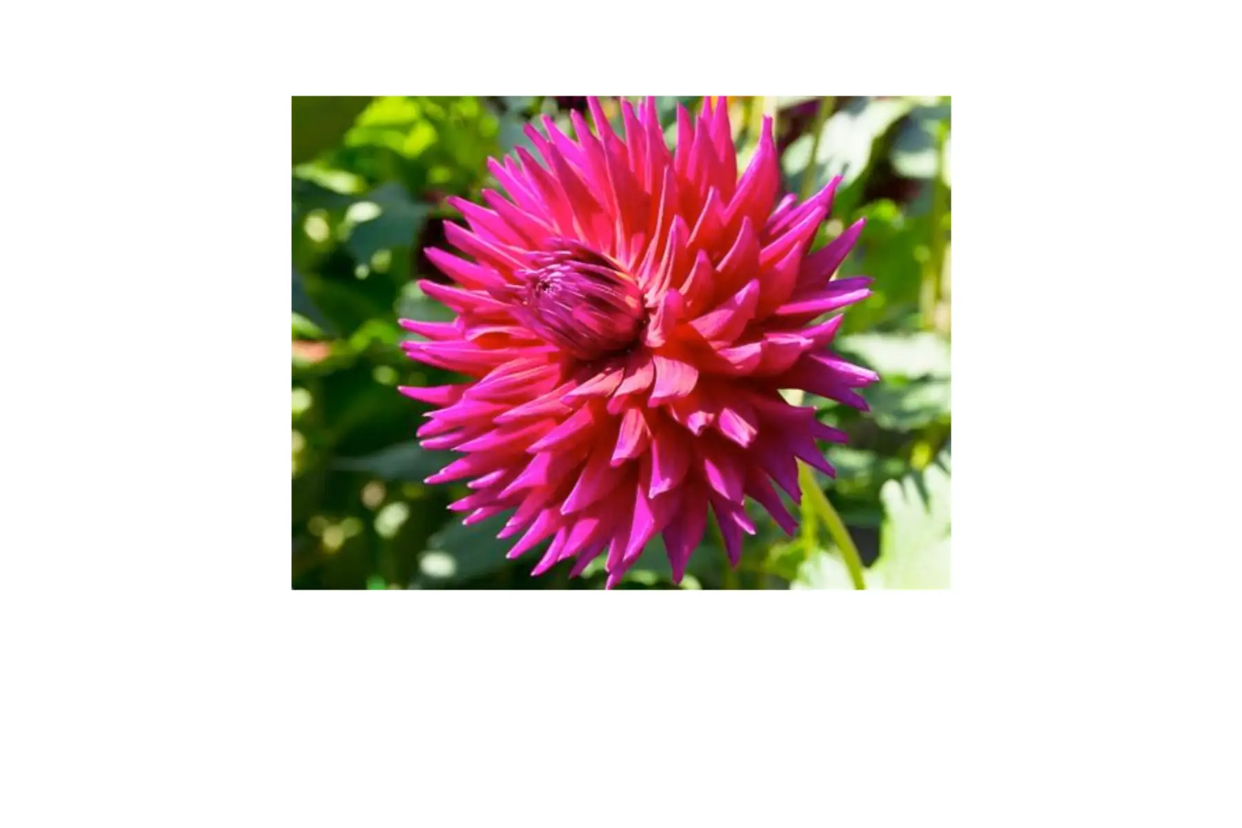 dahlia cactus 'orfeo'