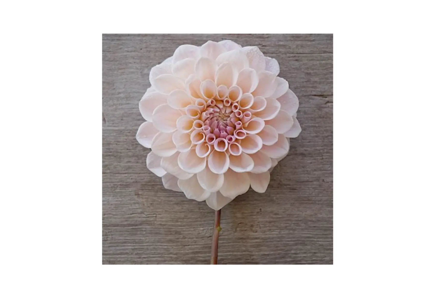 dahlia décoratif 'sweet nathalie'