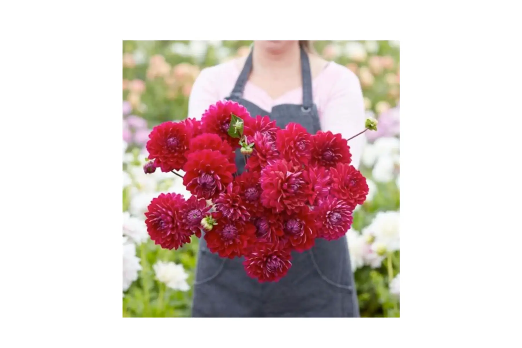 Les Jardins de Lupins