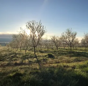 Les Vergers d'Estèbe             Gaec Estèbe