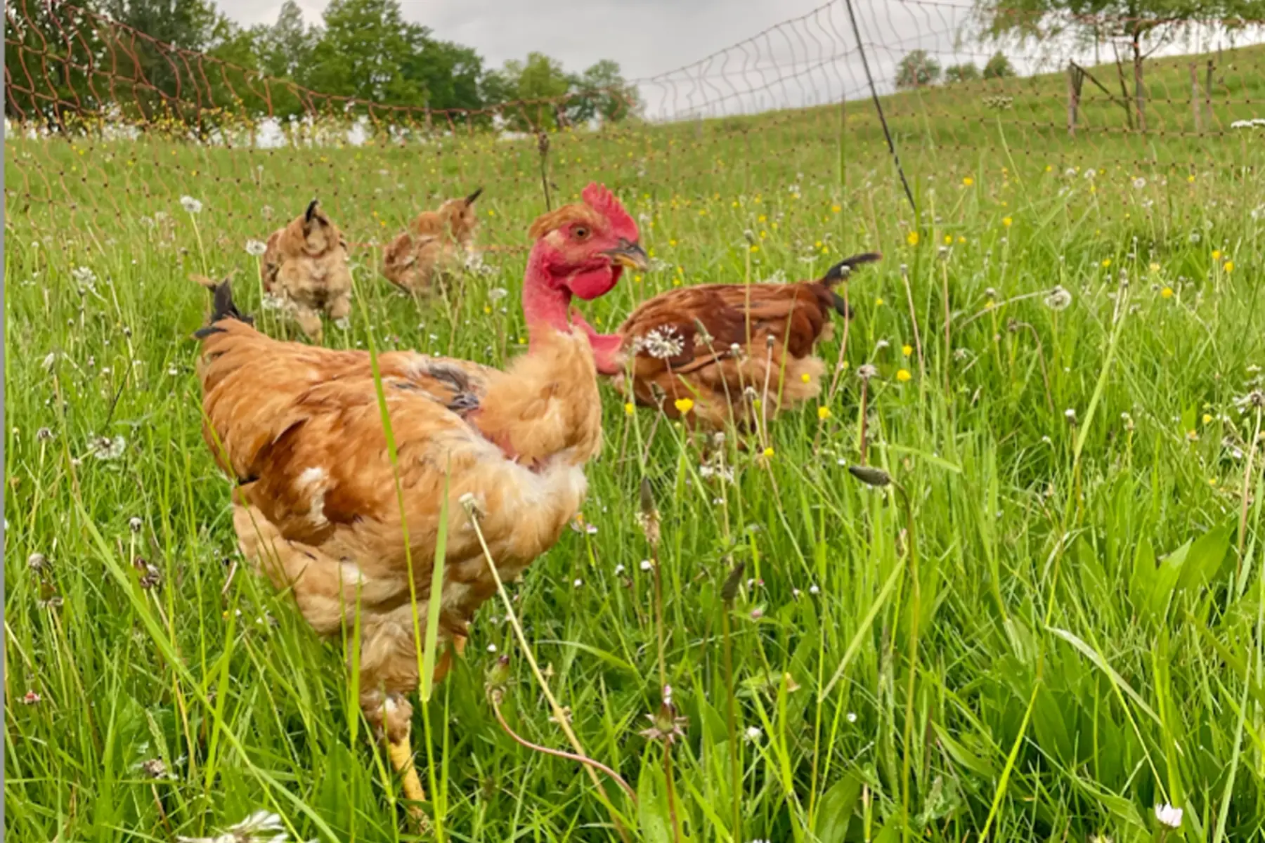 Poulet pâturé