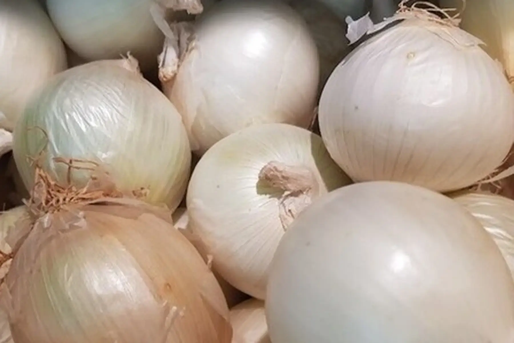 Oignon blanc
