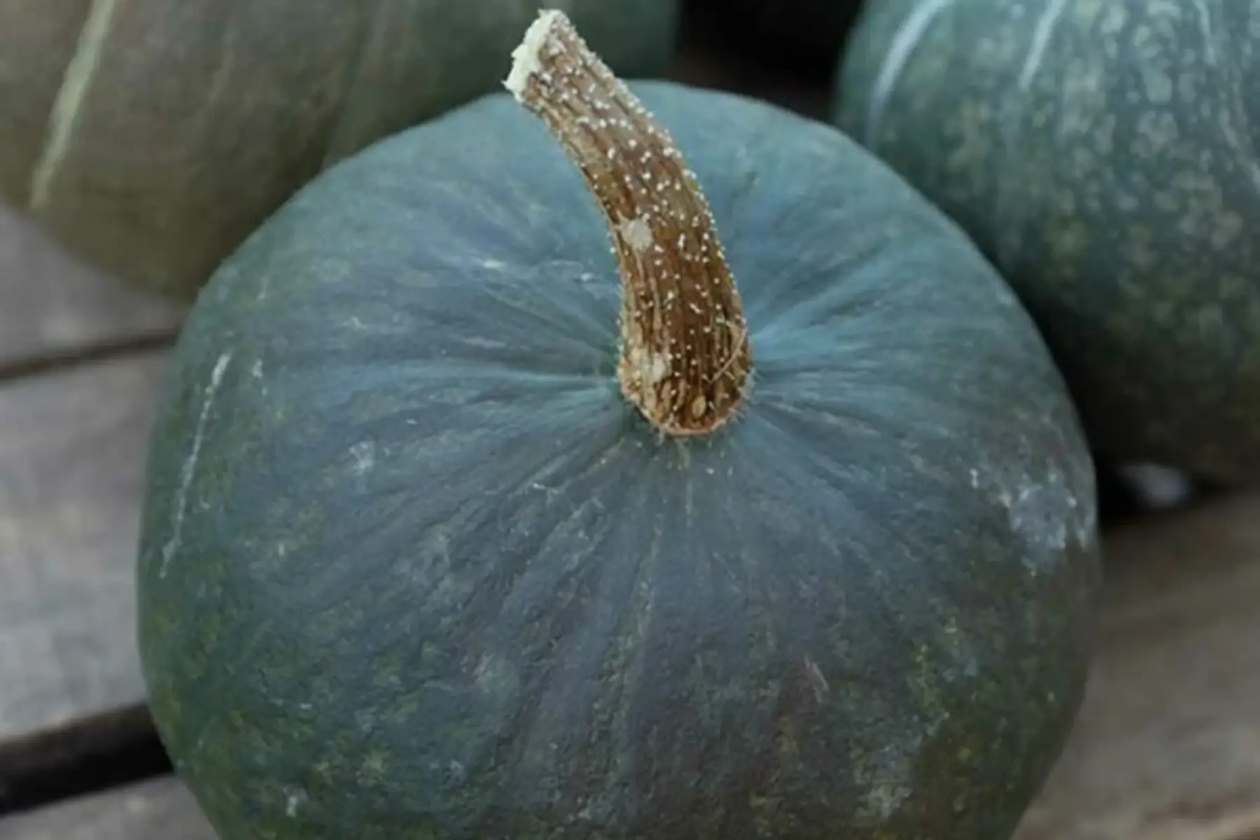 Courge Green Hokkaido