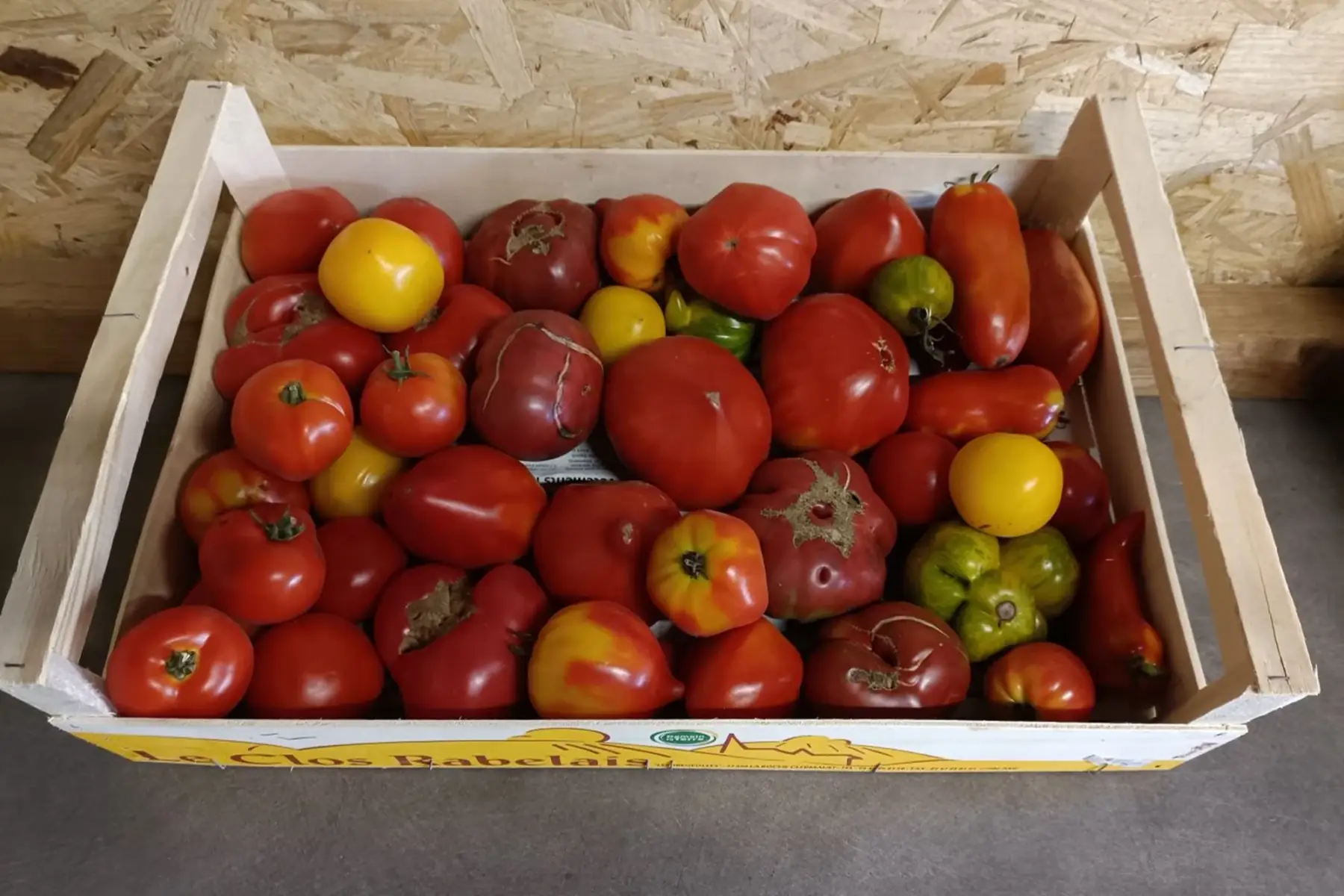 Tomate à coulis
