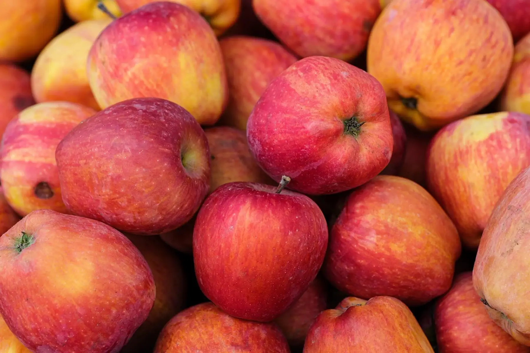 Pomme variété Pirouette (douce)