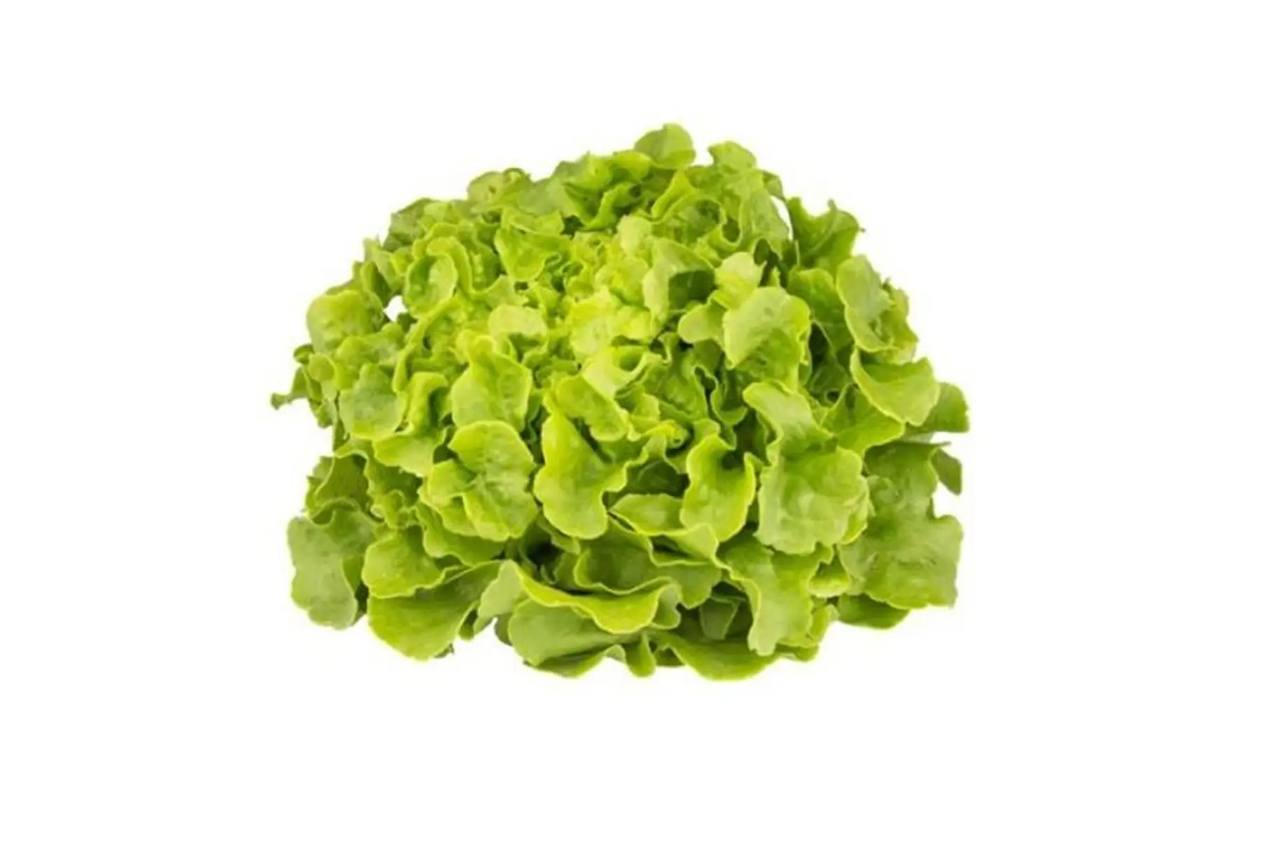 Salade - Feuille de chêne