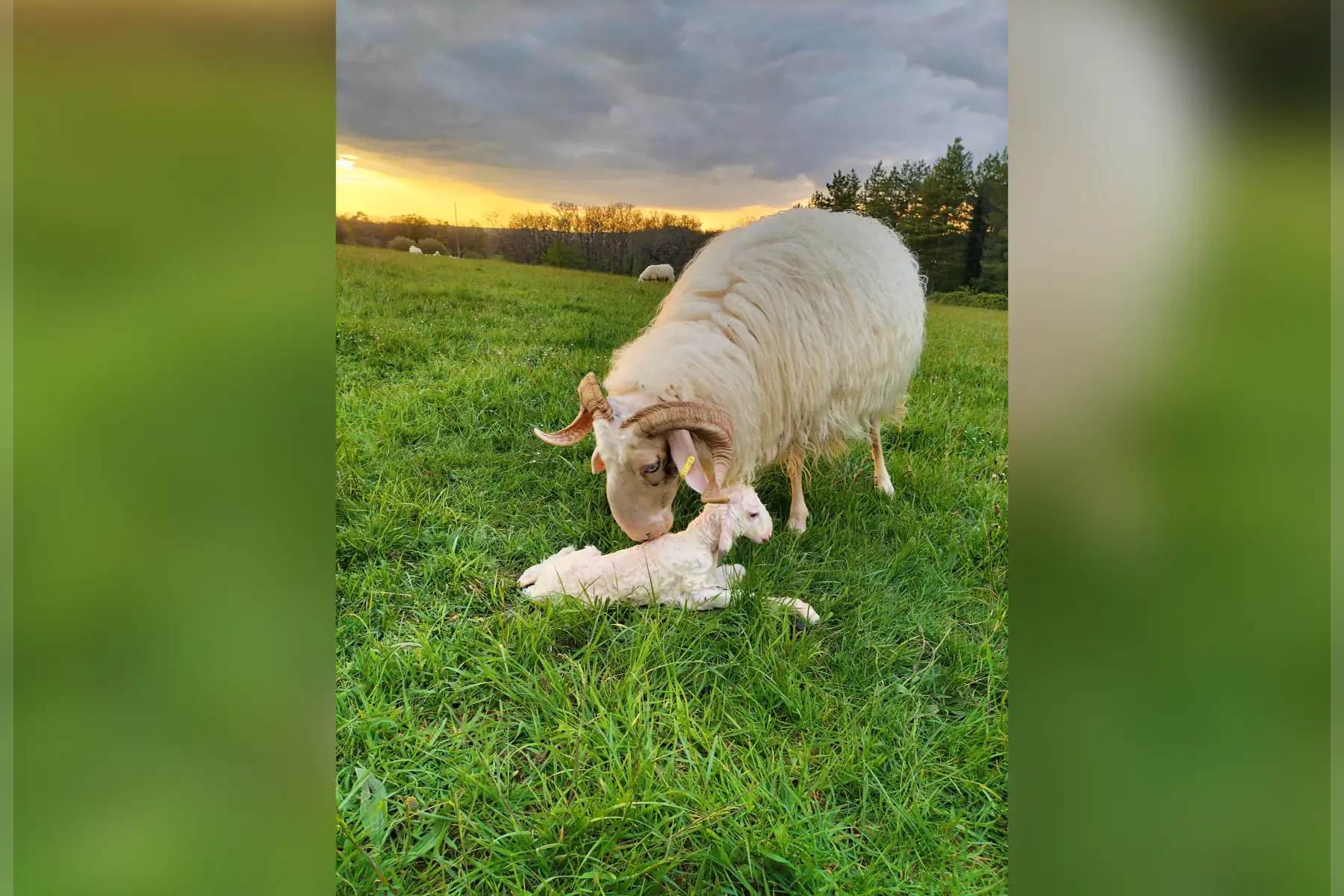 gaec ferme du mourie