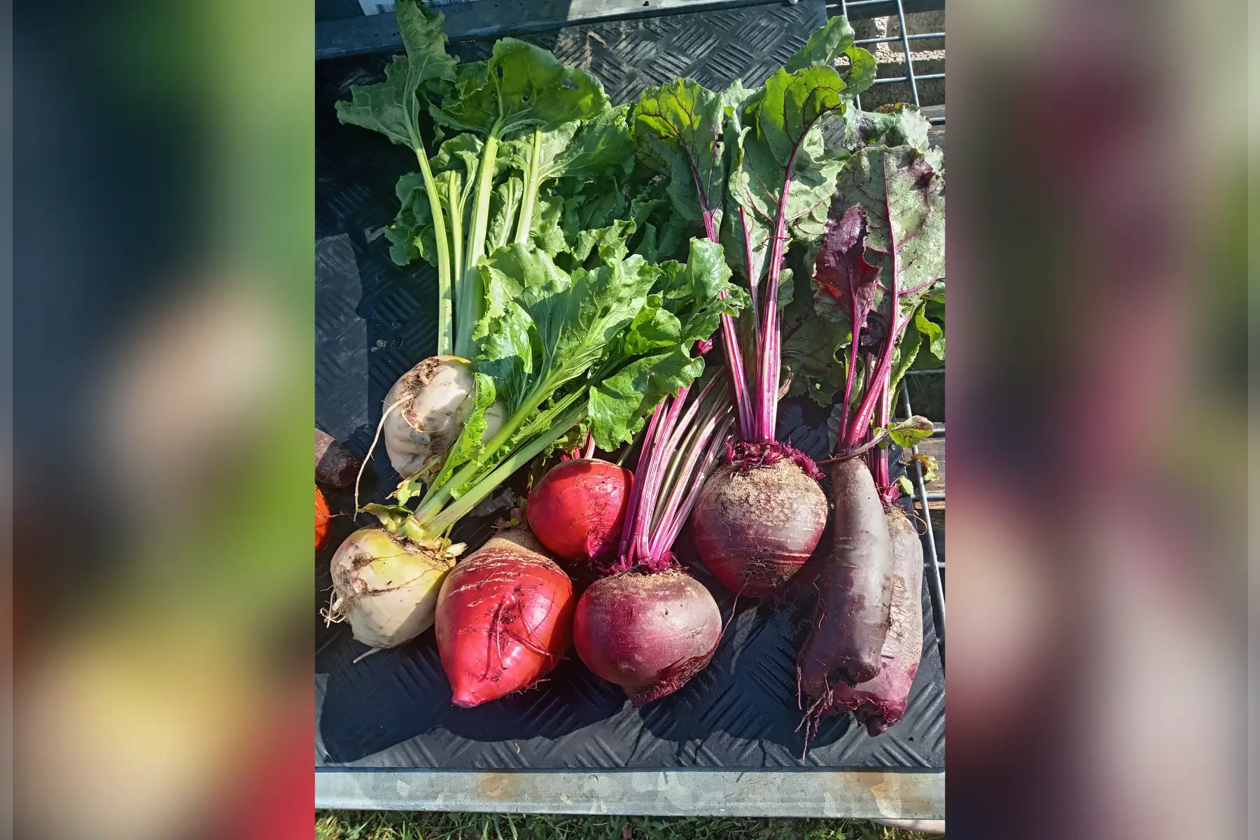 betterave en mélange