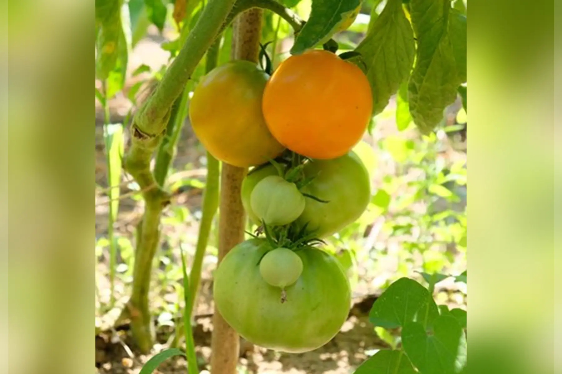 Plant Tomate orange Kaki coing (K)
