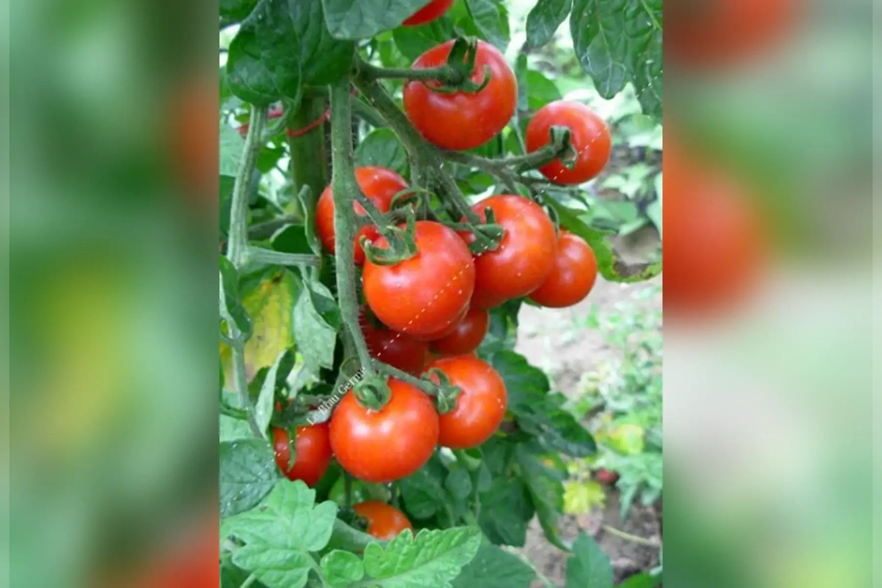 Plant Tomate Miel du Mexique (M)