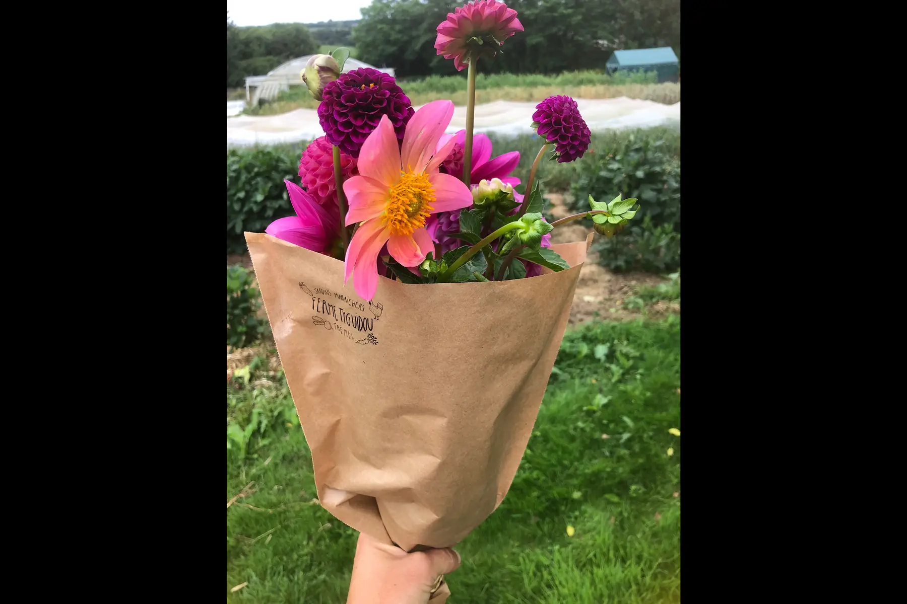 Bouquet de dahlias