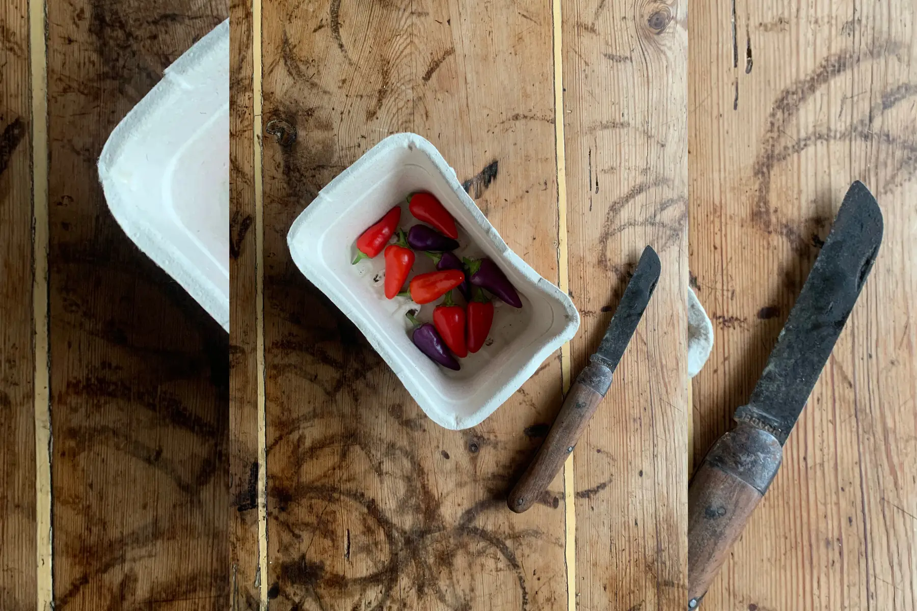 Piment Aurora (15 unité)