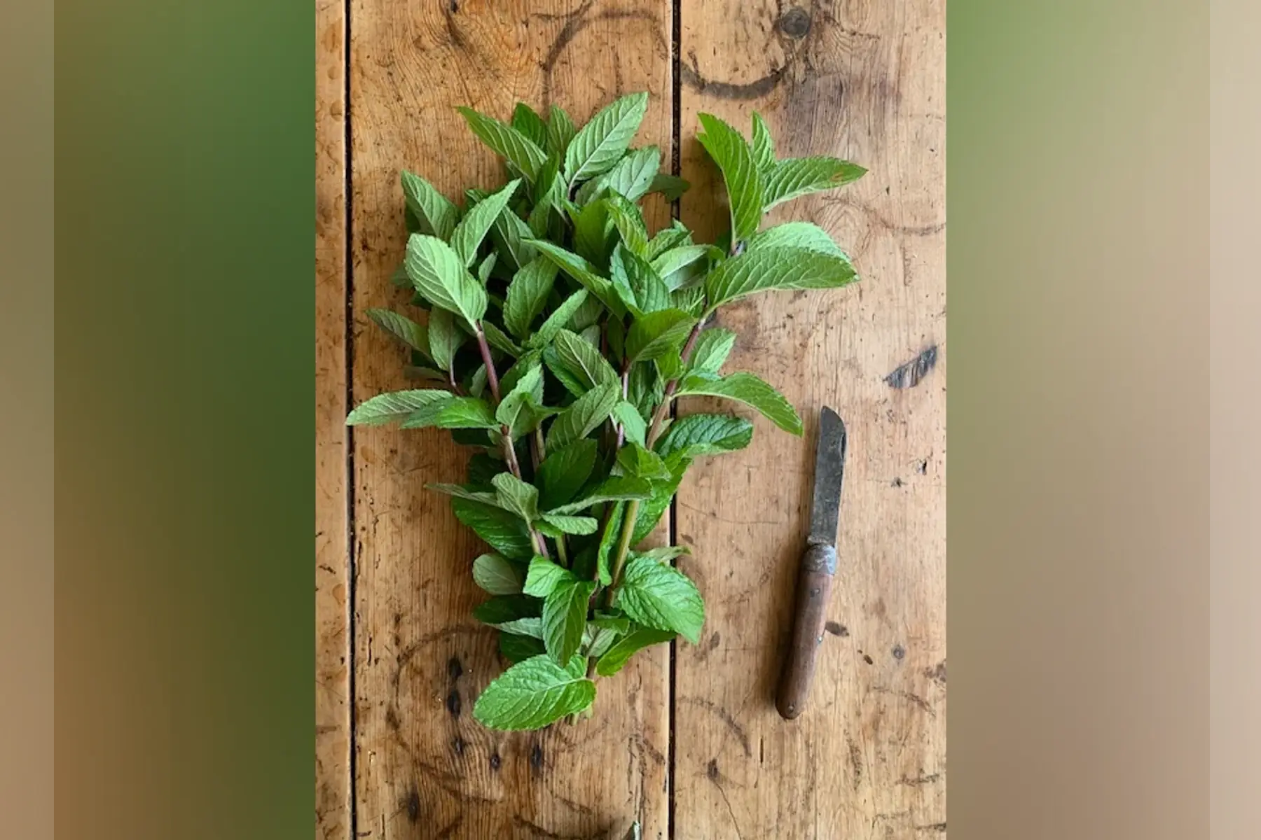 menthe glaciale