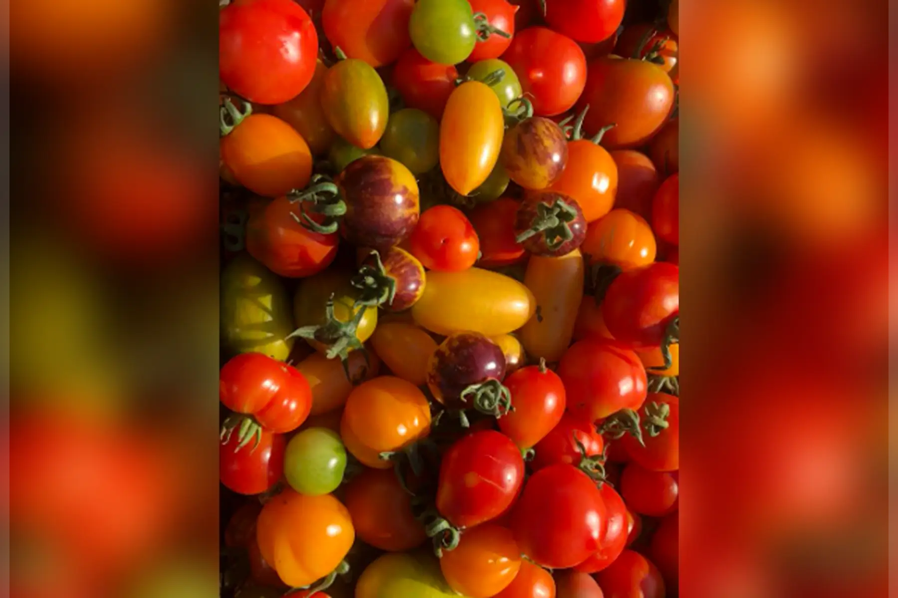 Tomates cocktail multicolores